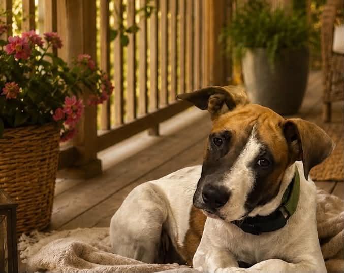 Skye, a ADOPTABLE Mixed Breed in Okemah, OK image 1/6