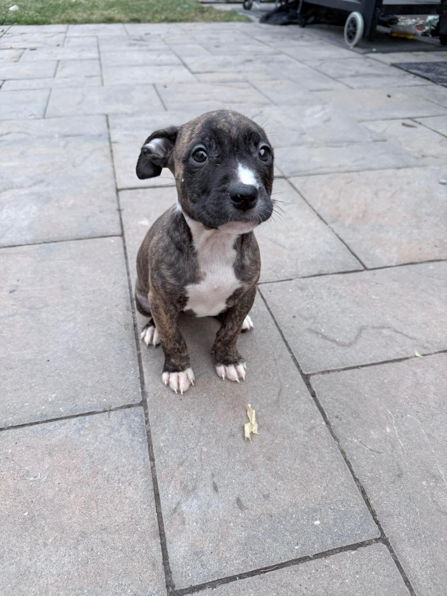 Enlarge Marla, a ADOPTABLE mixed breed in Clay, NY image 6/6