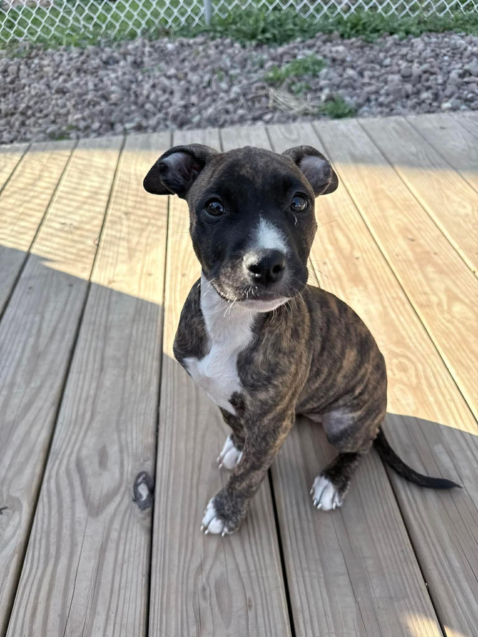 Enlarge Marla, a ADOPTABLE mixed breed in Clay, NY image 3/6