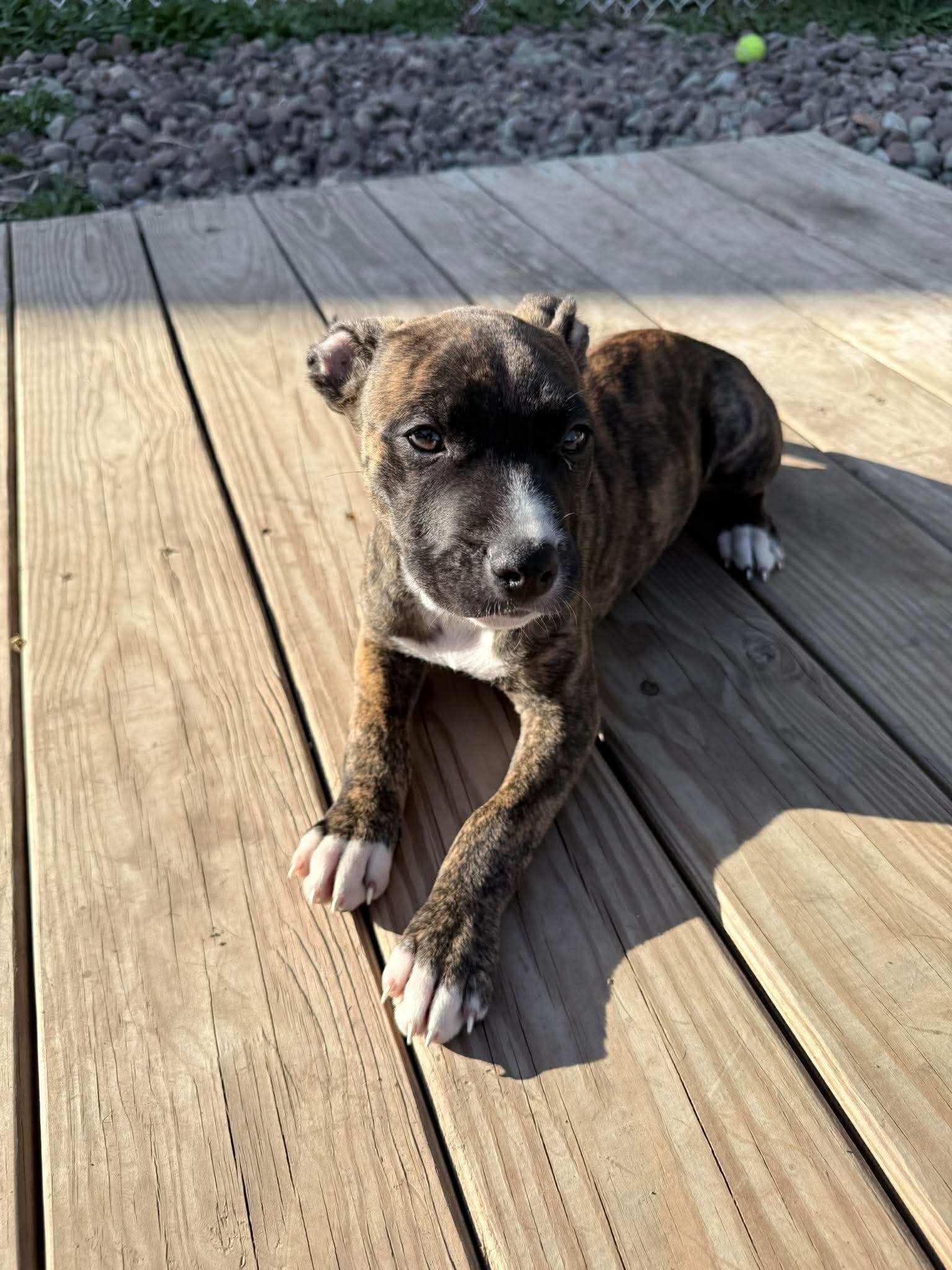 Enlarge Marla, a ADOPTABLE mixed breed in Clay, NY image 5/6