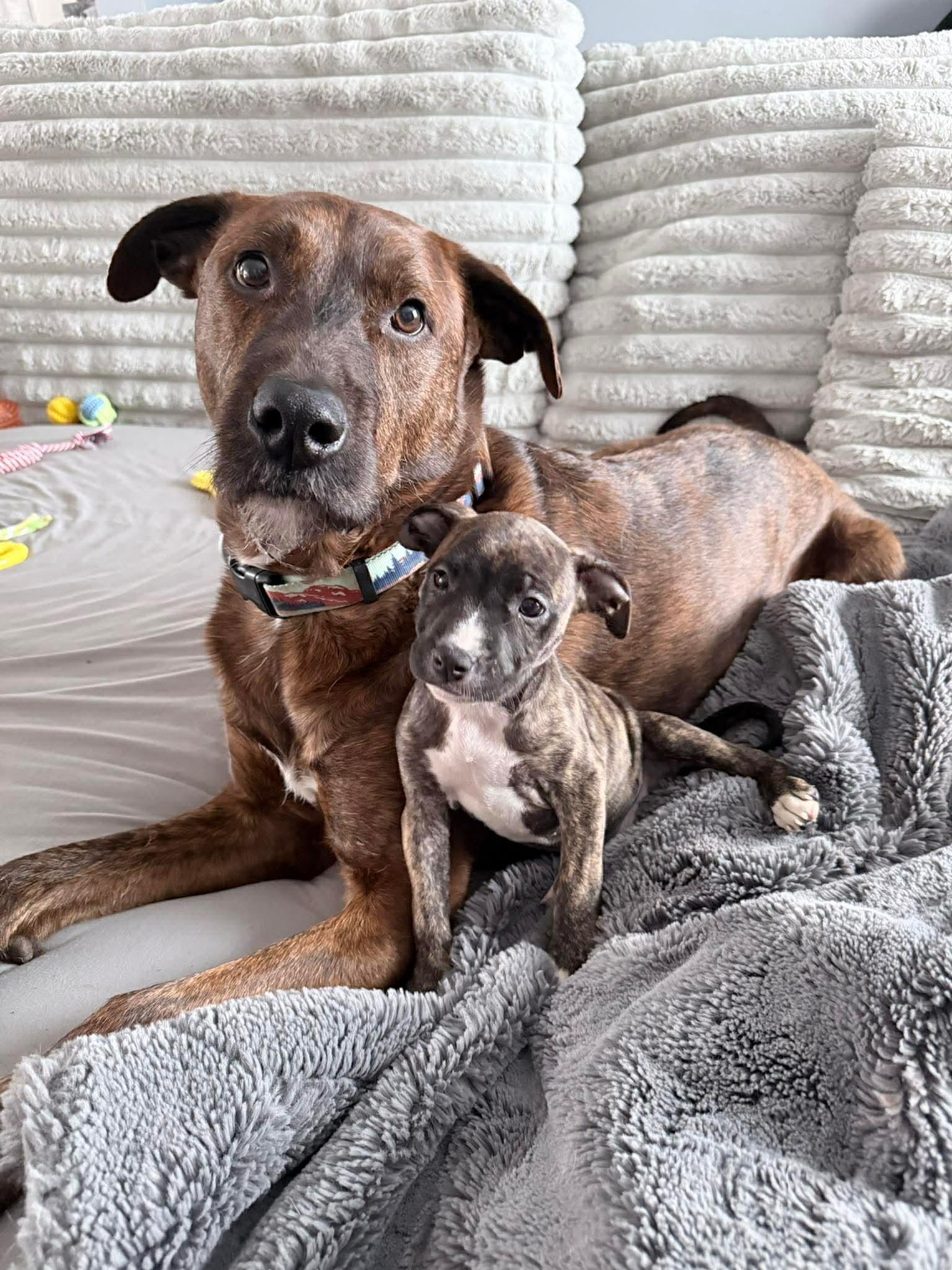 Enlarge Marla, a ADOPTABLE mixed breed in Clay, NY image 2/6