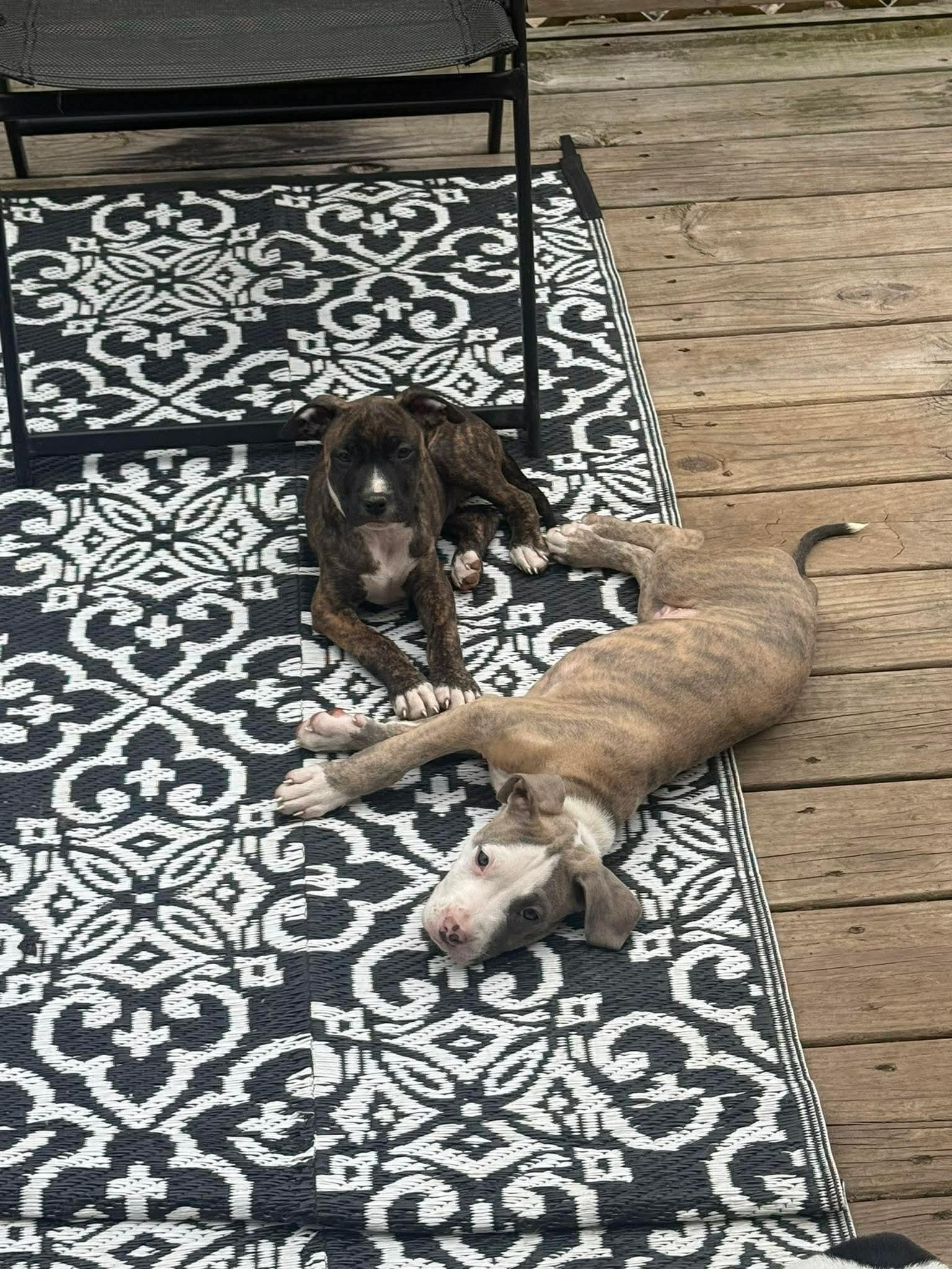 Enlarge Marla, a ADOPTABLE mixed breed in Clay, NY image 4/6