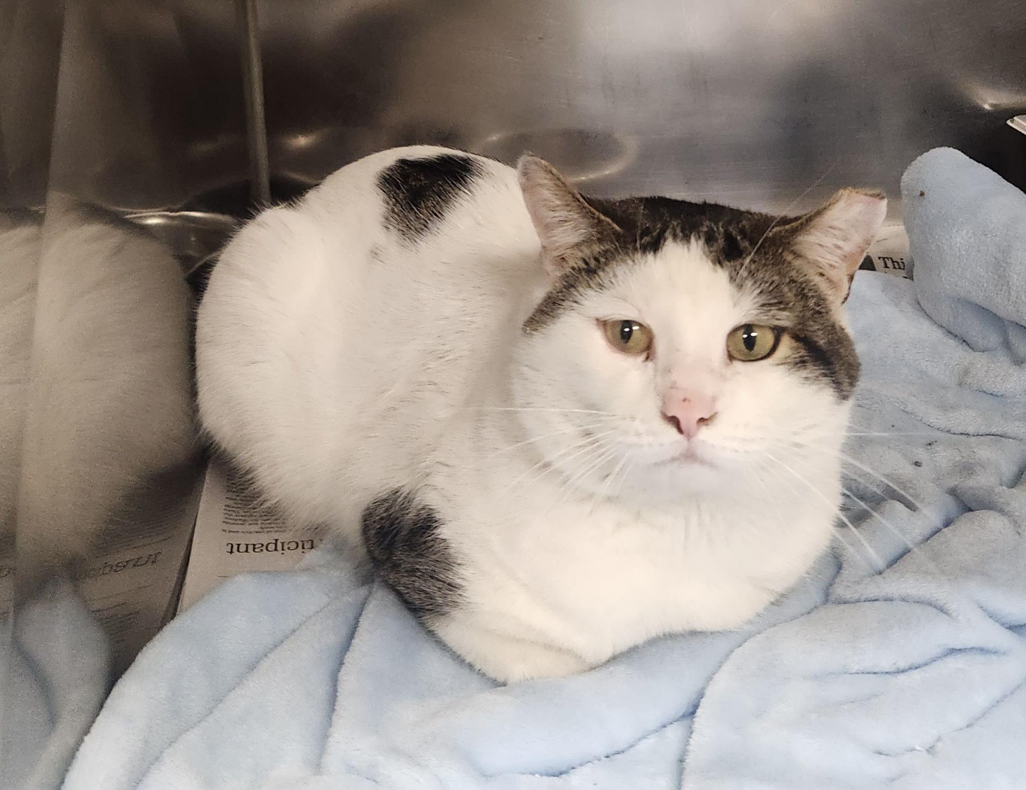 Enlarge Xerxes, a ADOPTABLE Domestic Short Hair in Clayton, NJ image 1/1