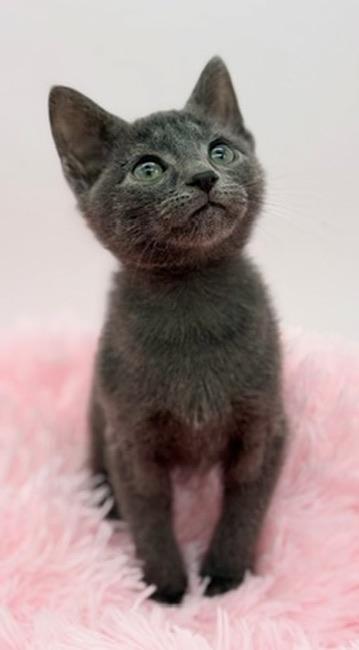 Enlarge Toad, a Adoptable Russian Blue in Covington, LA image 6/6