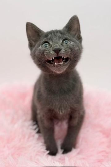Enlarge Toad, a Adoptable Russian Blue in Covington, LA image 1/6