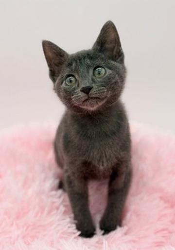 Enlarge Toad, a Adoptable Russian Blue in Covington, LA image 2/6