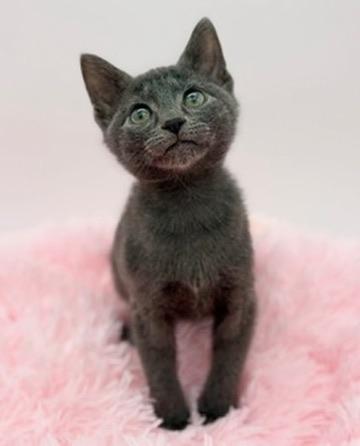 Enlarge Toad, a Adoptable Russian Blue in Covington, LA image 3/6
