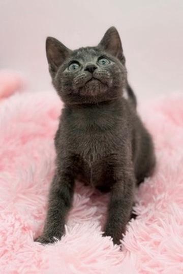 Enlarge Toad, a Adoptable Russian Blue in Covington, LA image 4/6