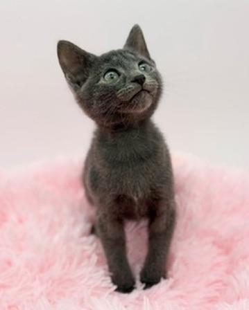 Enlarge Toad, a Adoptable Russian Blue in Covington, LA image 5/6