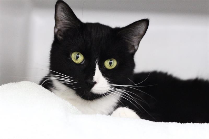Enlarge SANSA, a Adoptable Domestic Short Hair in Boston, MA image 1/1