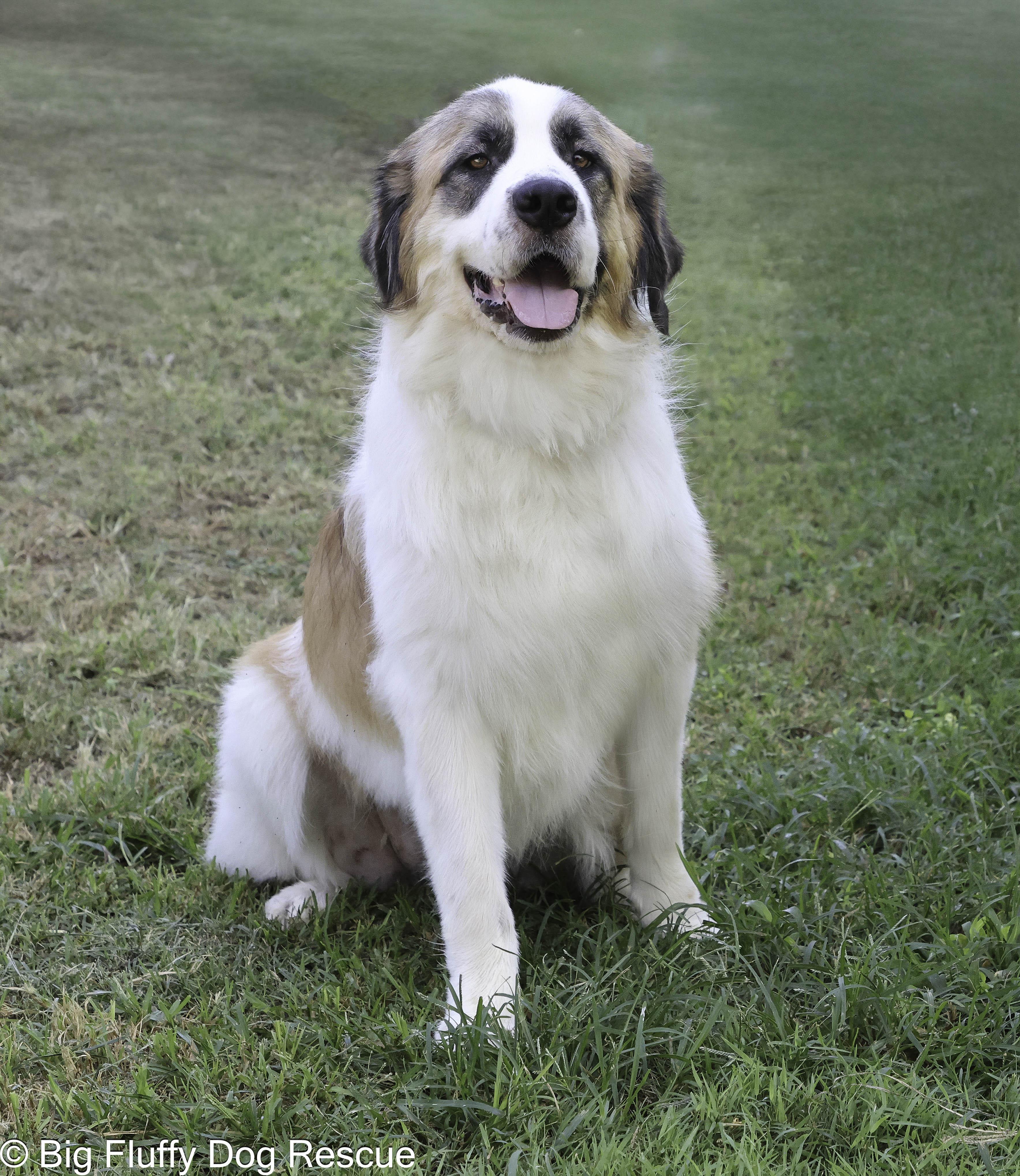Elsie