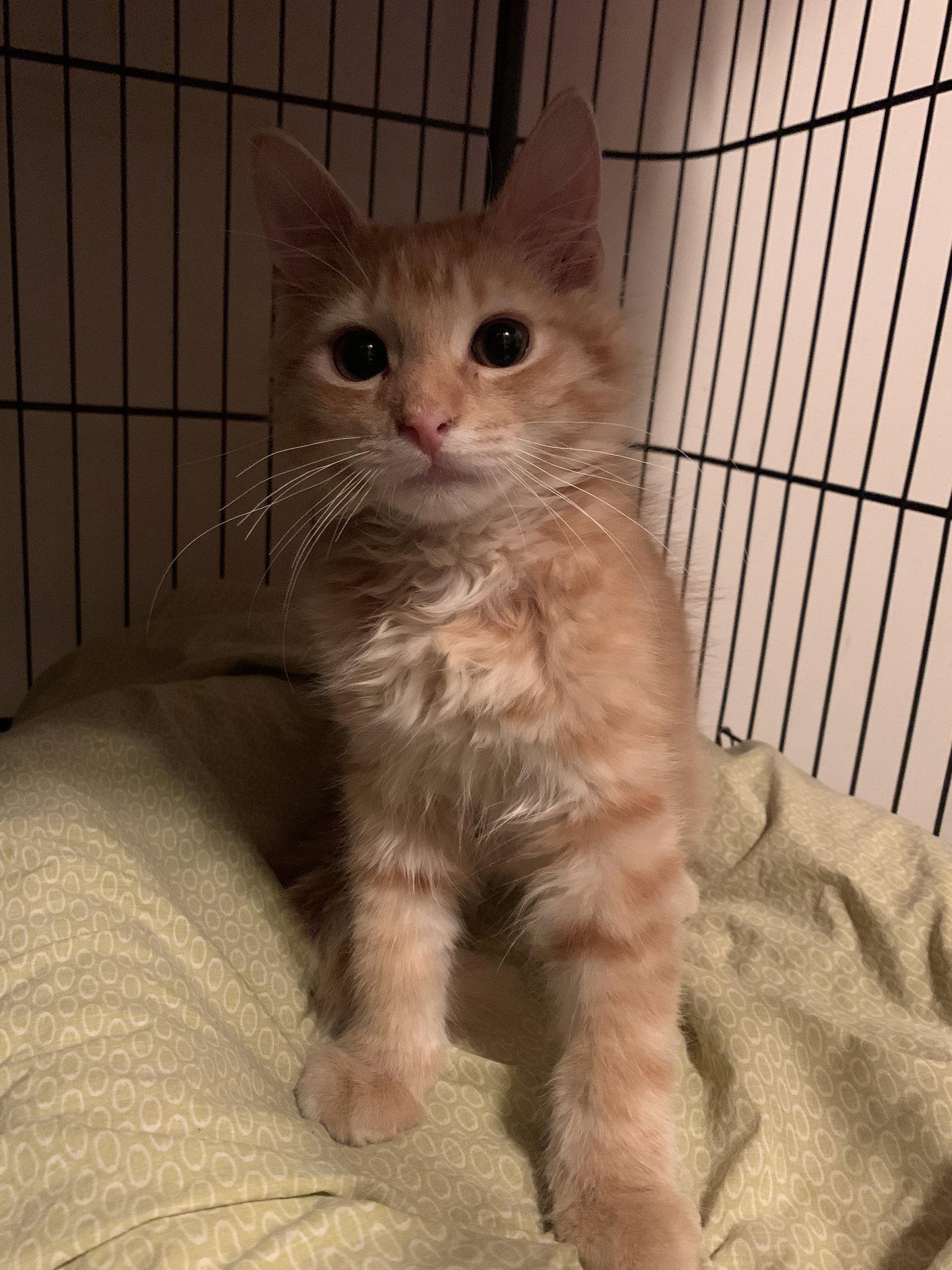 Enlarge Tony, a Adopted Domestic Long Hair in Stewartsville, NJ image 1/1