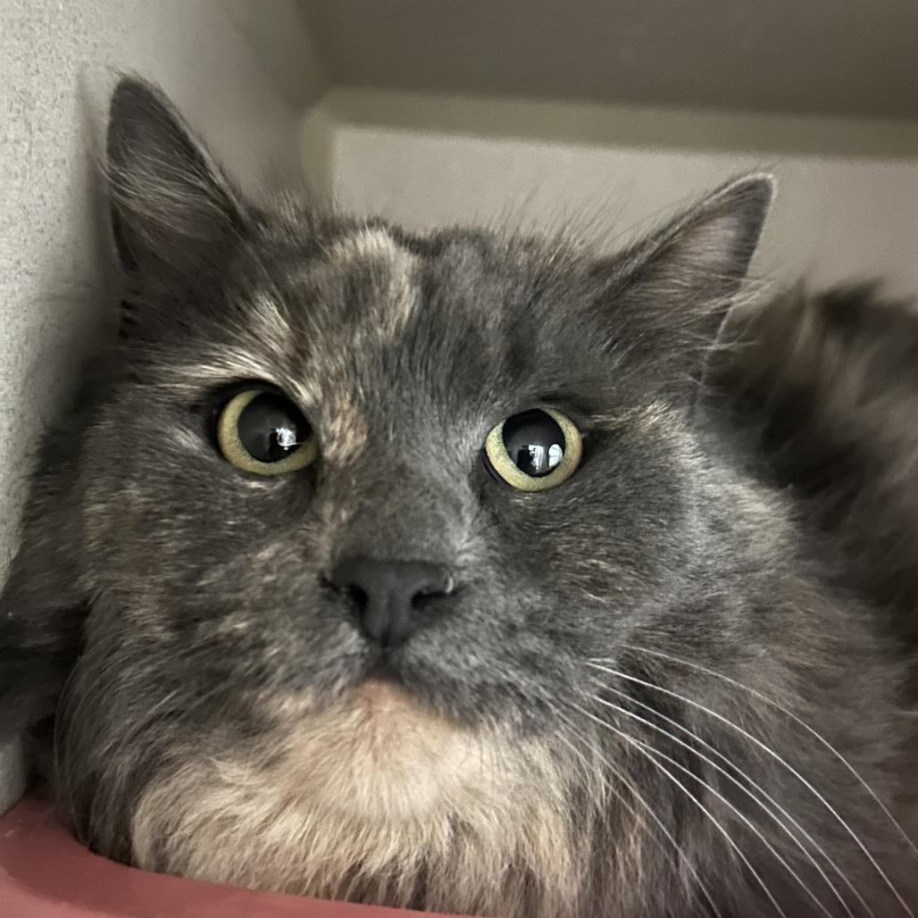 Emerald, Adoptable, Adult Female Domestic Medium Hair.
