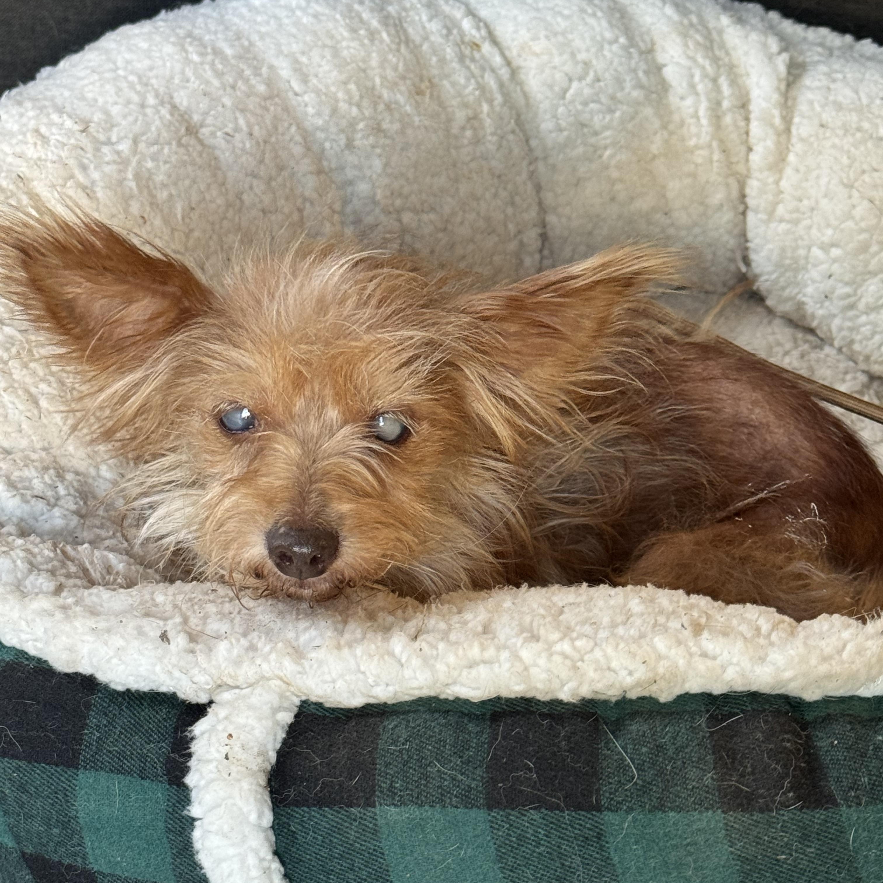 Enlarge Itty Bitty, a ADOPTABLE mixed breed in Fredericksburg, VA image 3/3