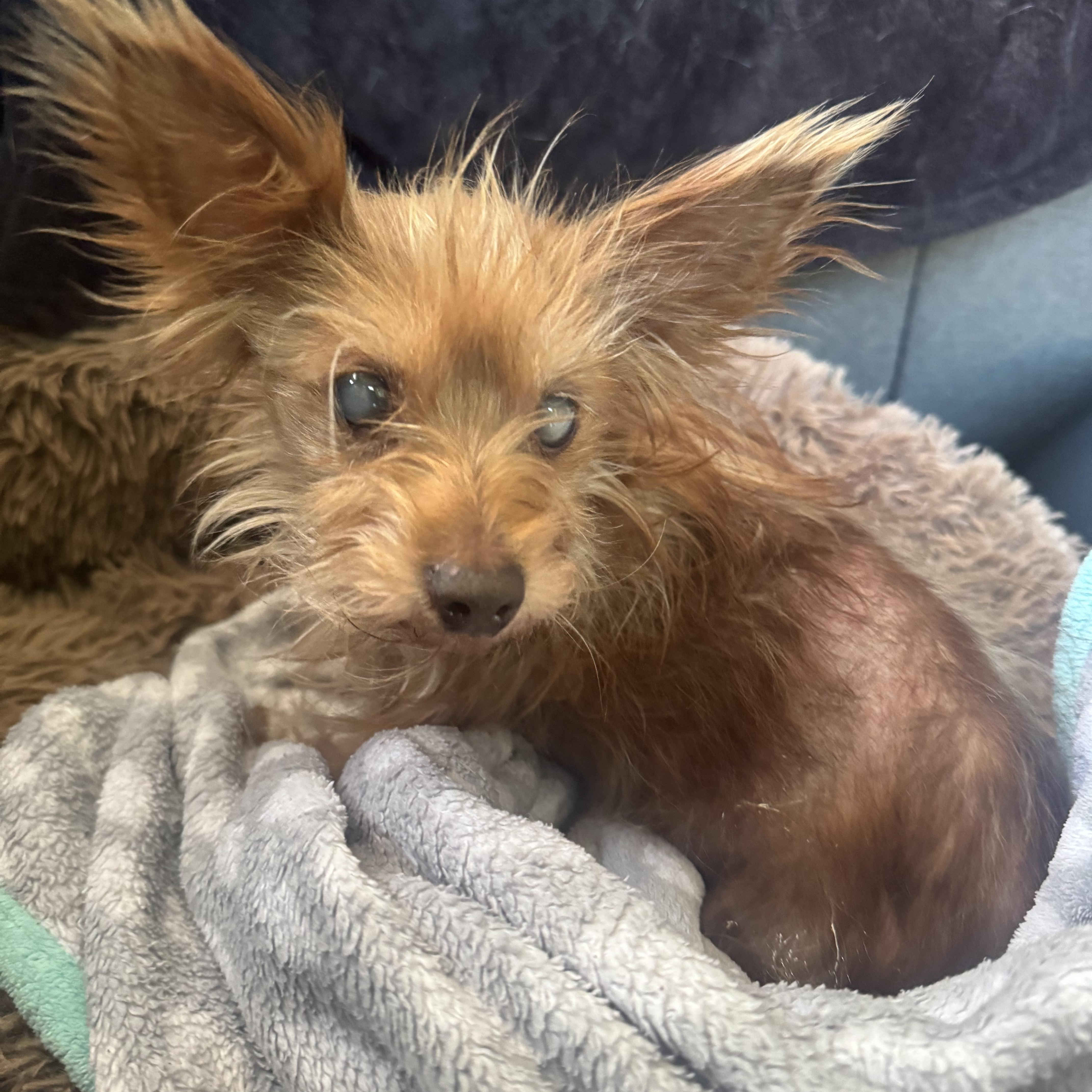 Enlarge Itty Bitty, a ADOPTABLE mixed breed in Fredericksburg, VA image 2/3