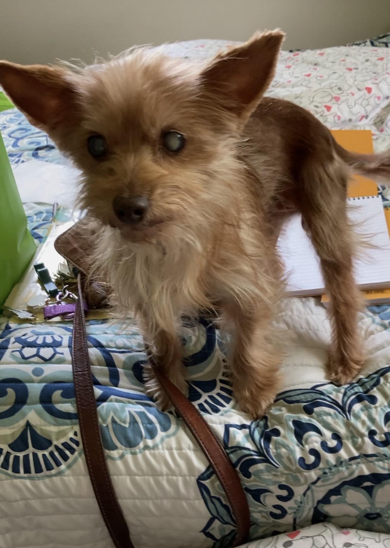 Enlarge Itty Bitty, a ADOPTABLE mixed breed in Fredericksburg, VA image 1/3