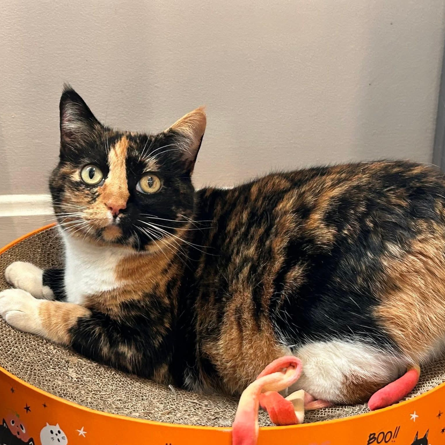 Cally, an adopted mixed breed in South Park, PA image 3/4