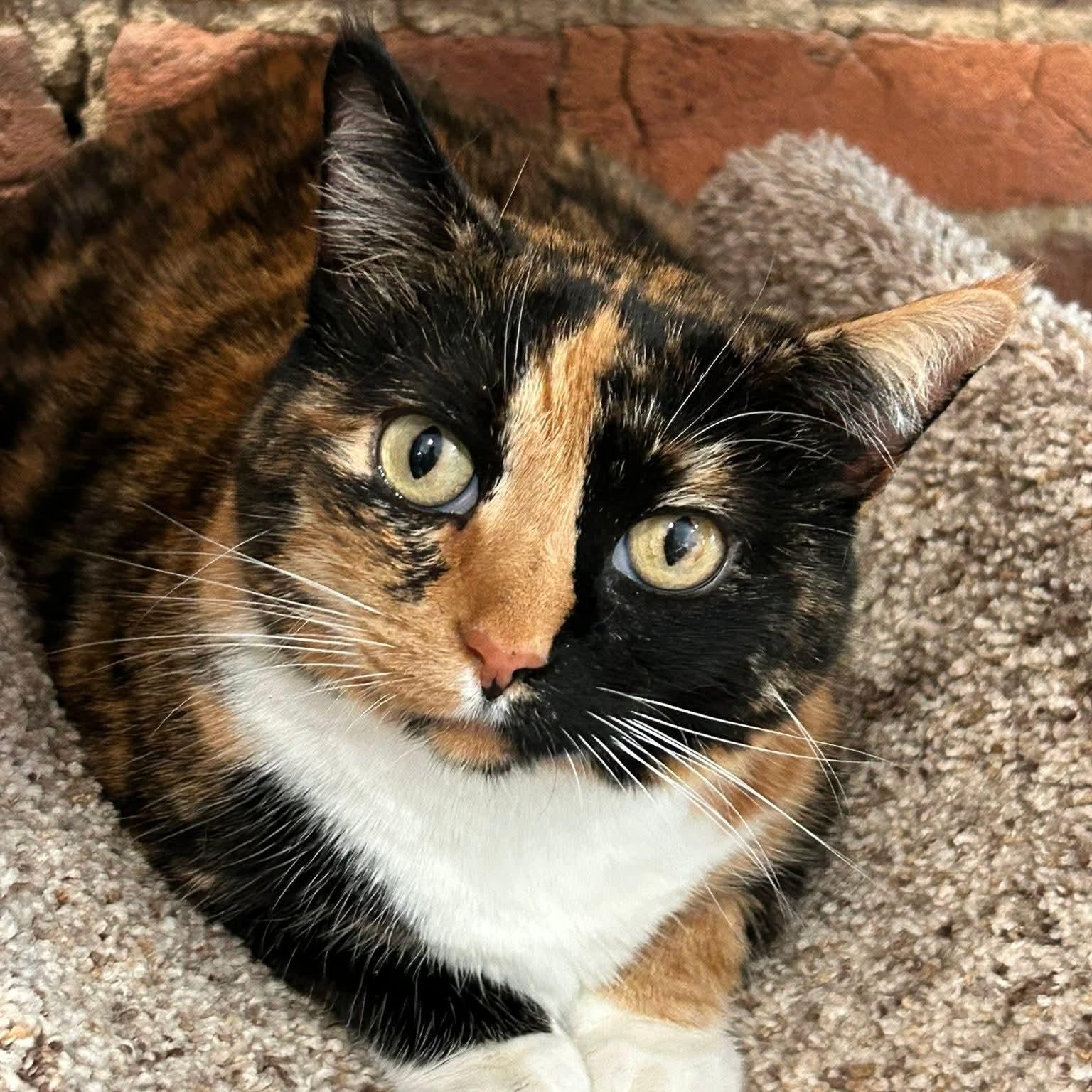 Cally, adopted, Adult Female Tortoiseshell.