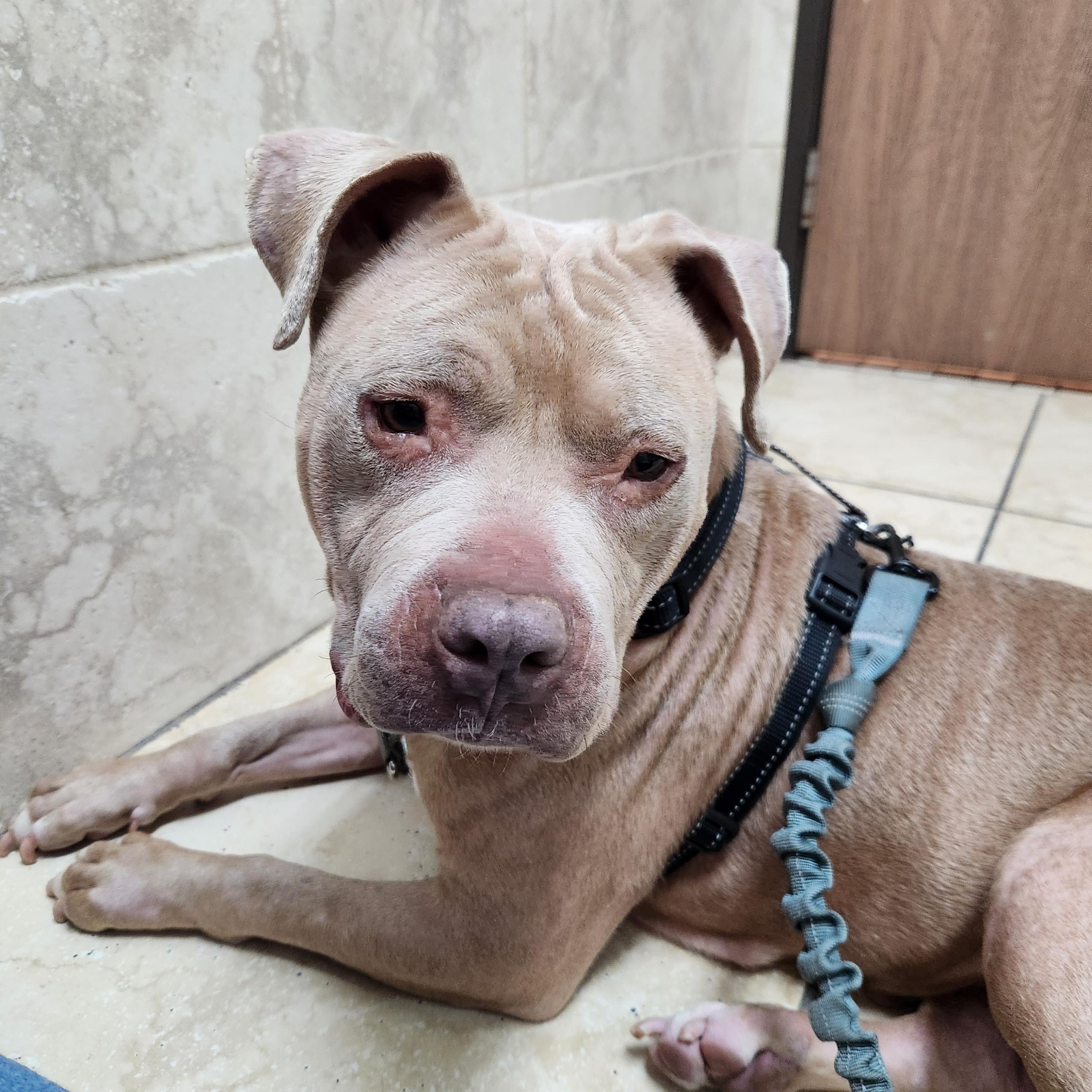 Jade, ADOPTABLE, Adult Female Pit Bull Terrier.