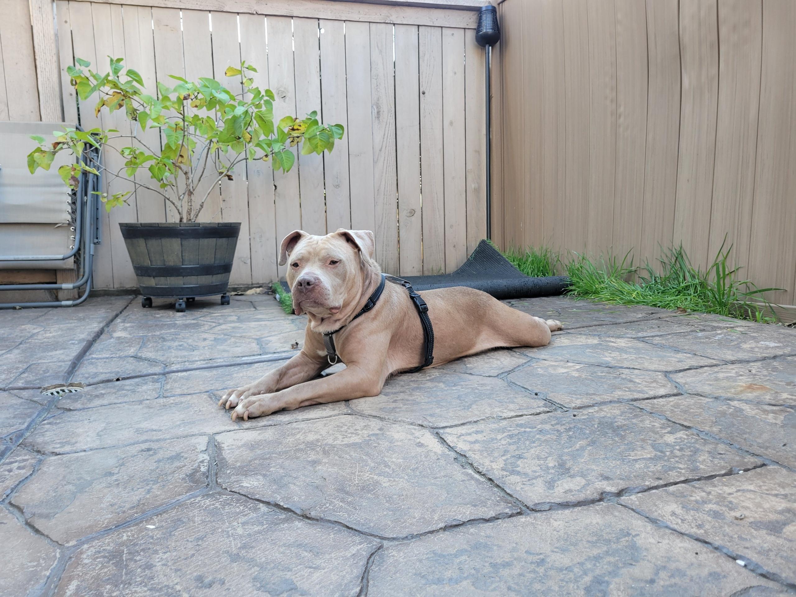 Enlarge Jade, a ADOPTABLE mixed breed in Los Angeles, CA image 2/4