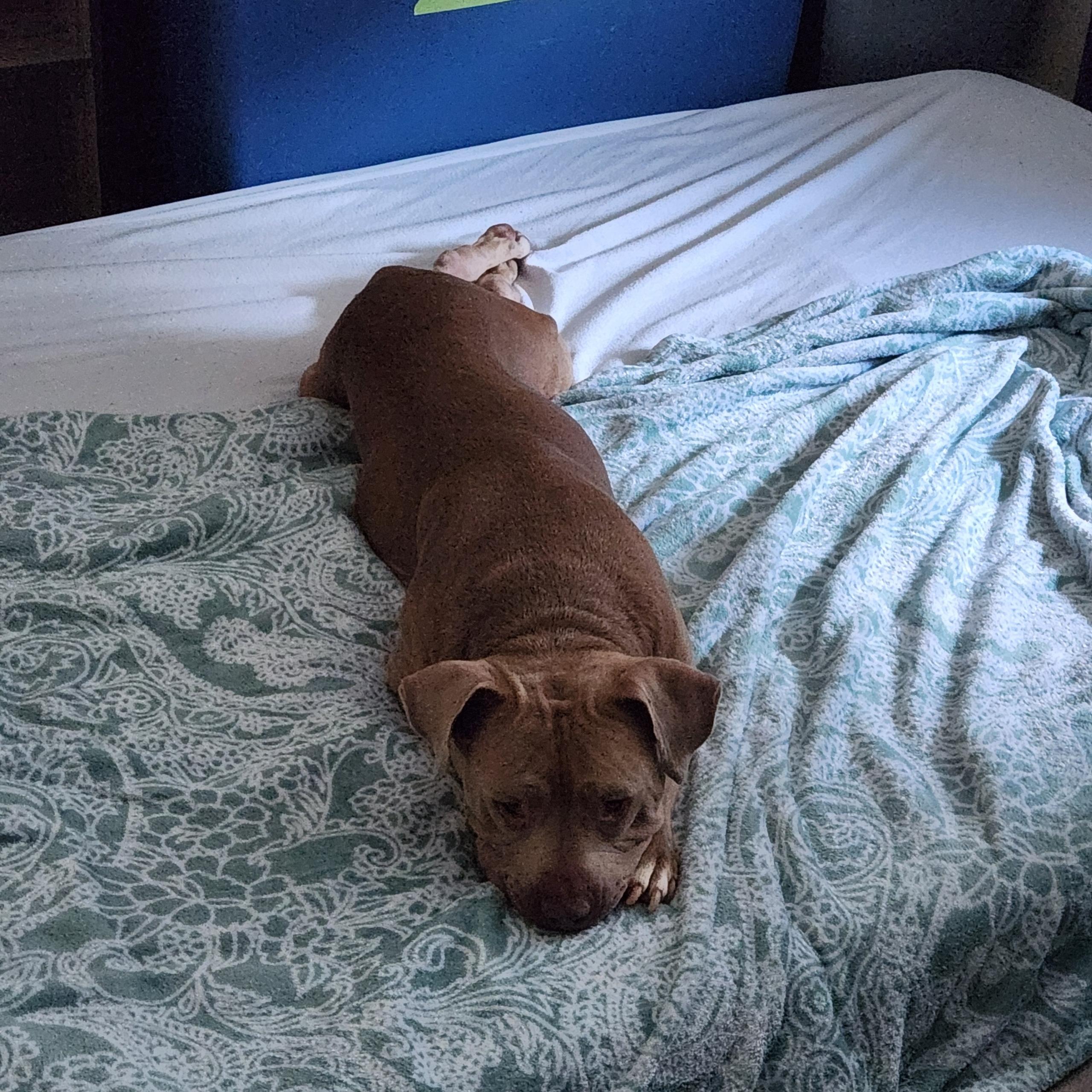 Enlarge Jade, a ADOPTABLE mixed breed in Los Angeles, CA image 4/4