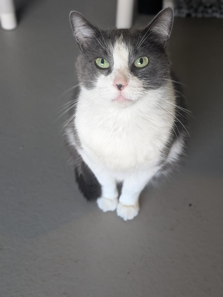 Enlarge Joe, a Adoptable mixed breed in Hyde Park, NY image 2/3