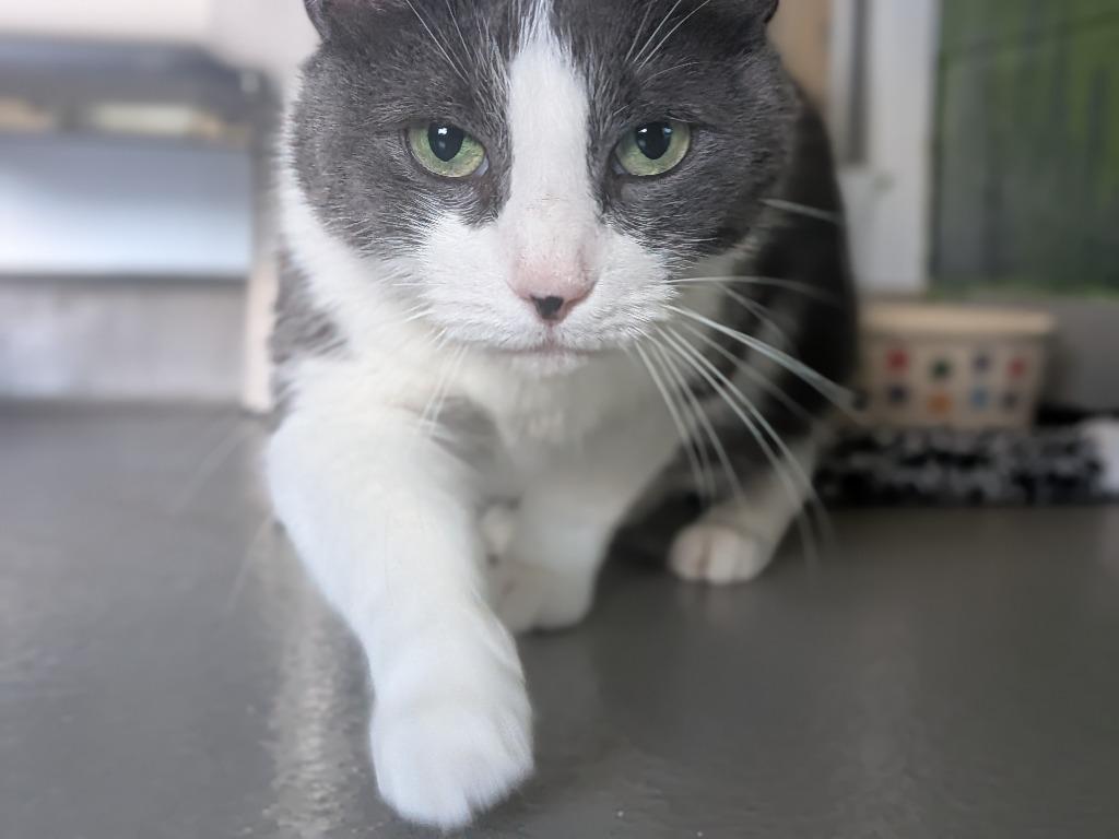 Enlarge Joe, a Adoptable mixed breed in Hyde Park, NY image 3/3