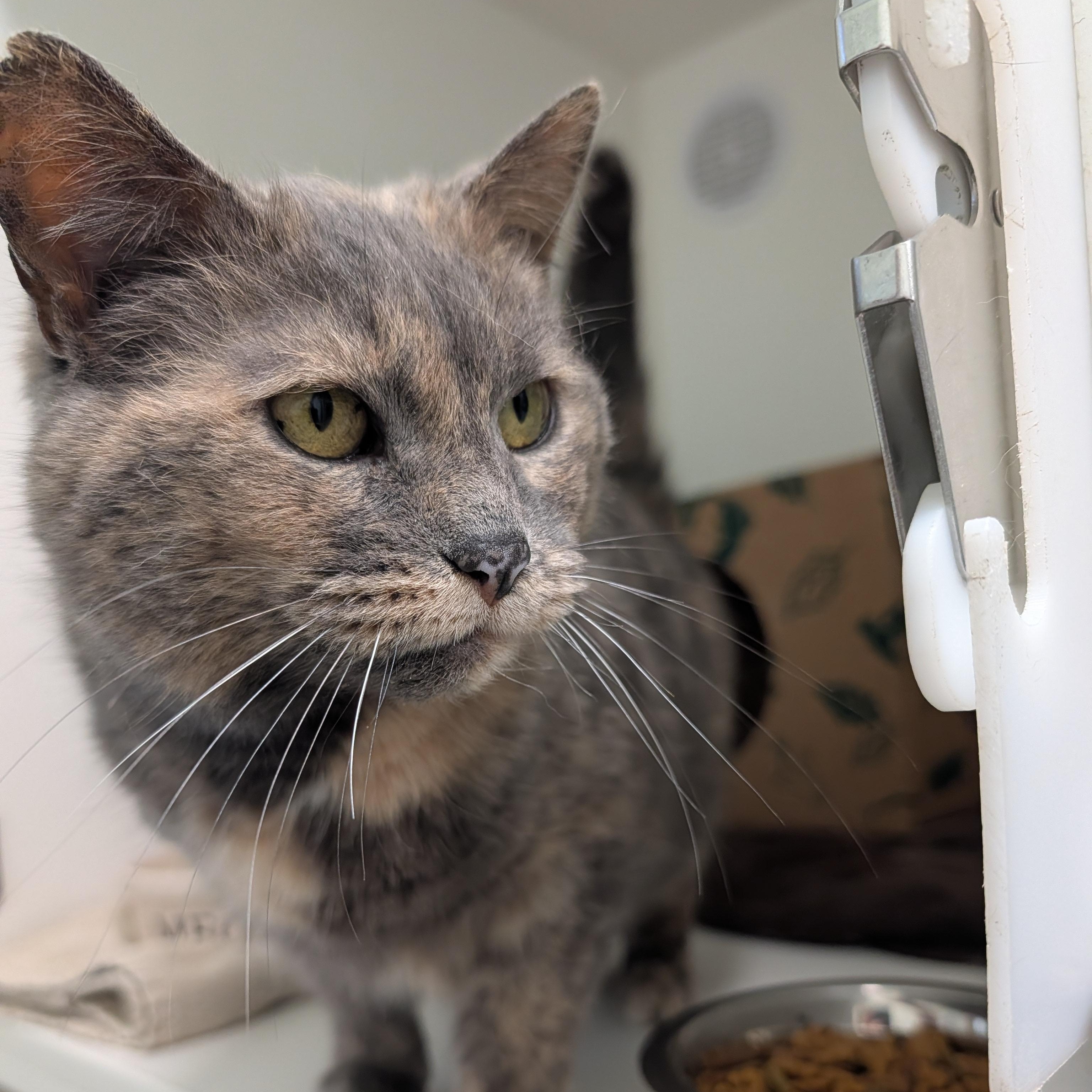 Enlarge Millie, a Adoptable Domestic Short Hair in Manistique, MI image 1/2