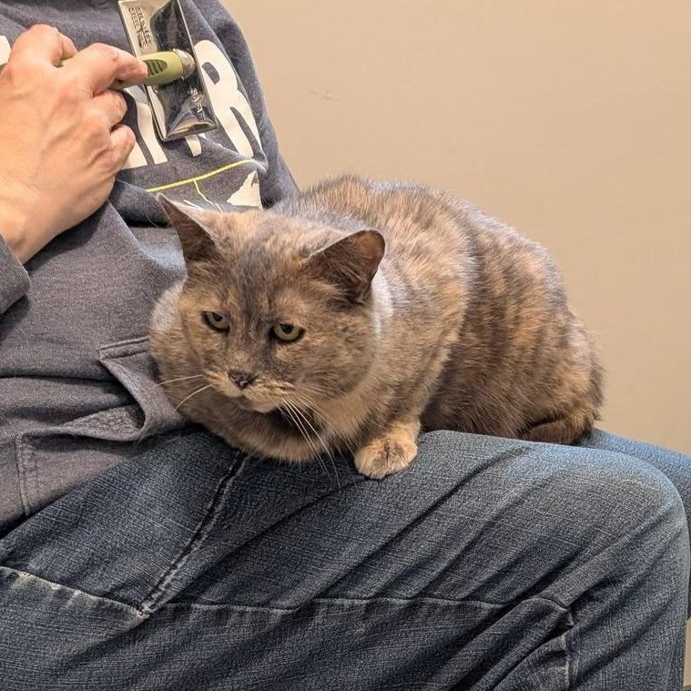 Enlarge Millie, a Adoptable Domestic Short Hair in Manistique, MI image 2/2