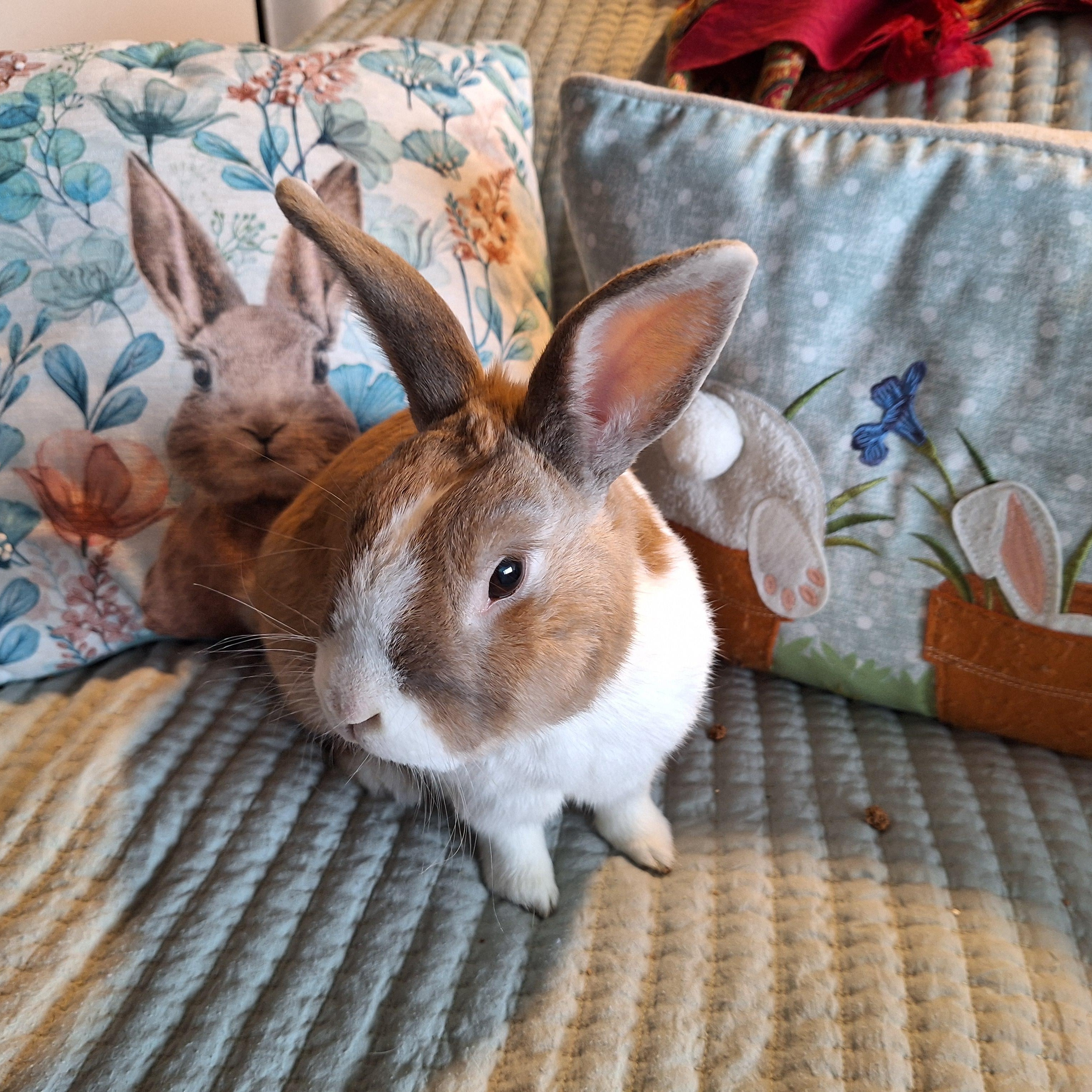 Enlarge ELIAS (SR. BUN - EASY BONDING PARTNER), a other Dutch in Forest Hills, NY image 1/6