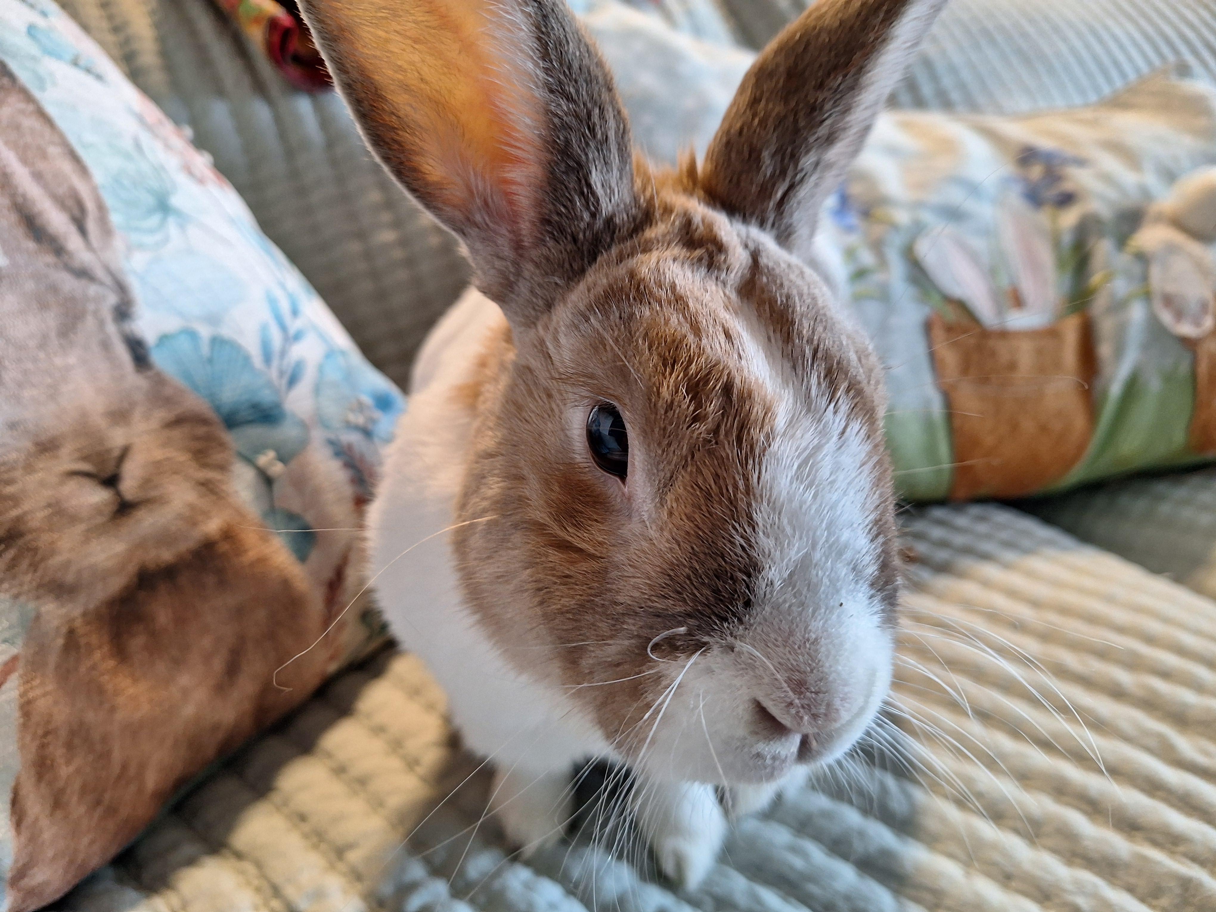 Enlarge ELIAS (SR. BUN - EASY BONDING PARTNER), a other Dutch in Forest Hills, NY image 3/6