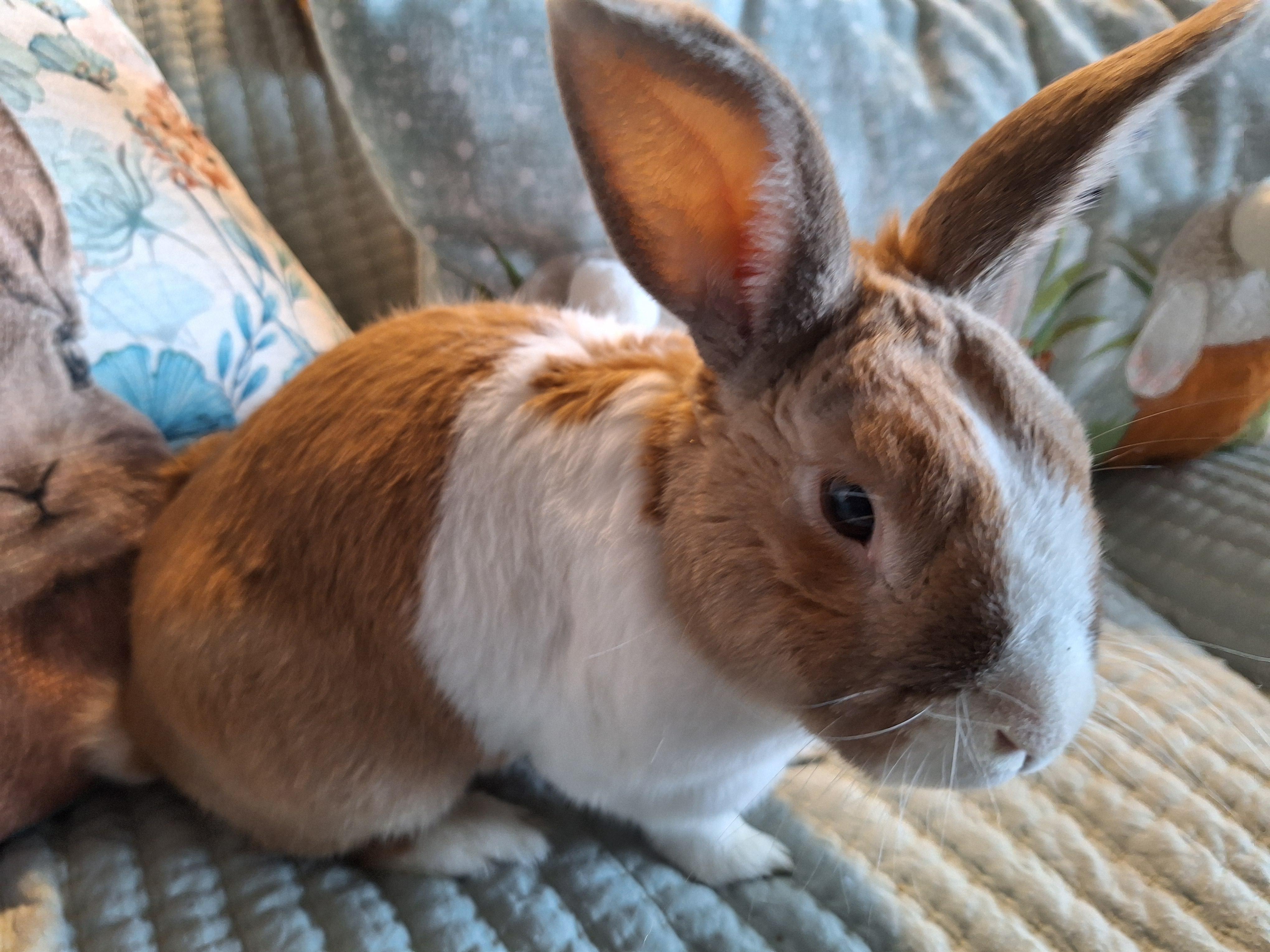 Enlarge ELIAS (SR. BUN - EASY BONDING PARTNER), a other Dutch in Forest Hills, NY image 4/6
