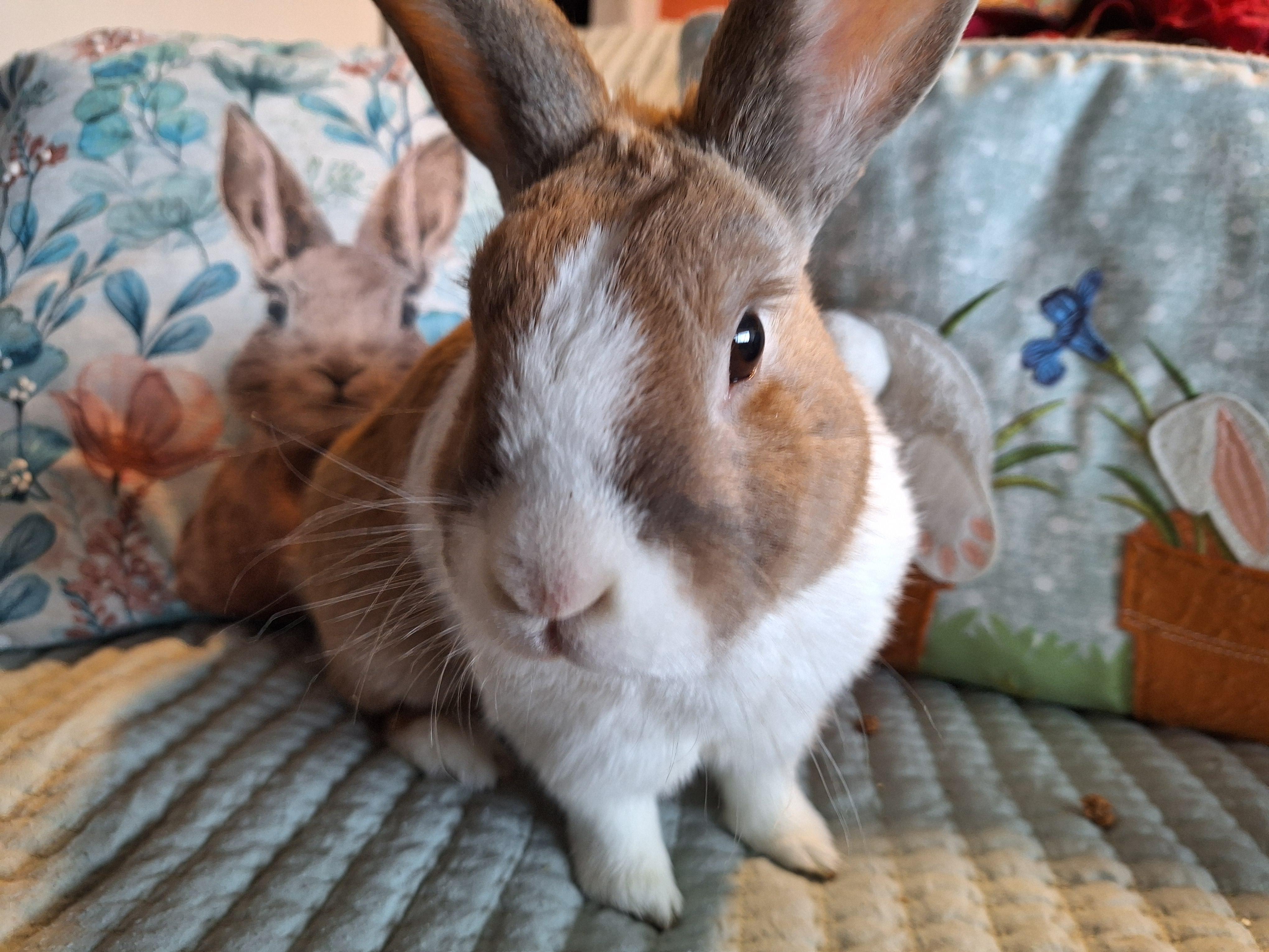 Enlarge ELIAS (SR. BUN - EASY BONDING PARTNER), a other Dutch in Forest Hills, NY image 5/6