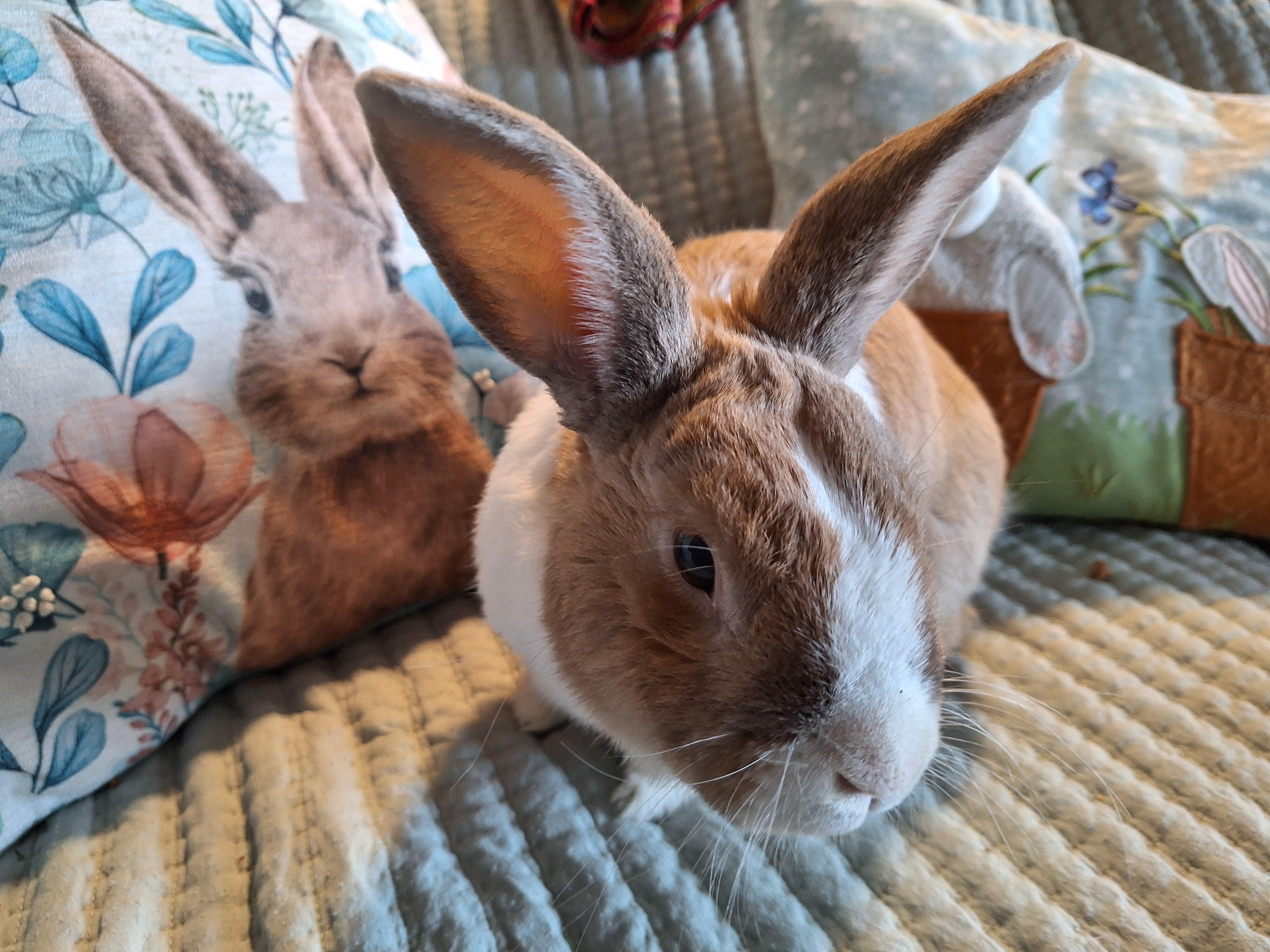 Enlarge ELIAS (SR. BUN - EASY BONDING PARTNER), a other Dutch in Forest Hills, NY image 6/6