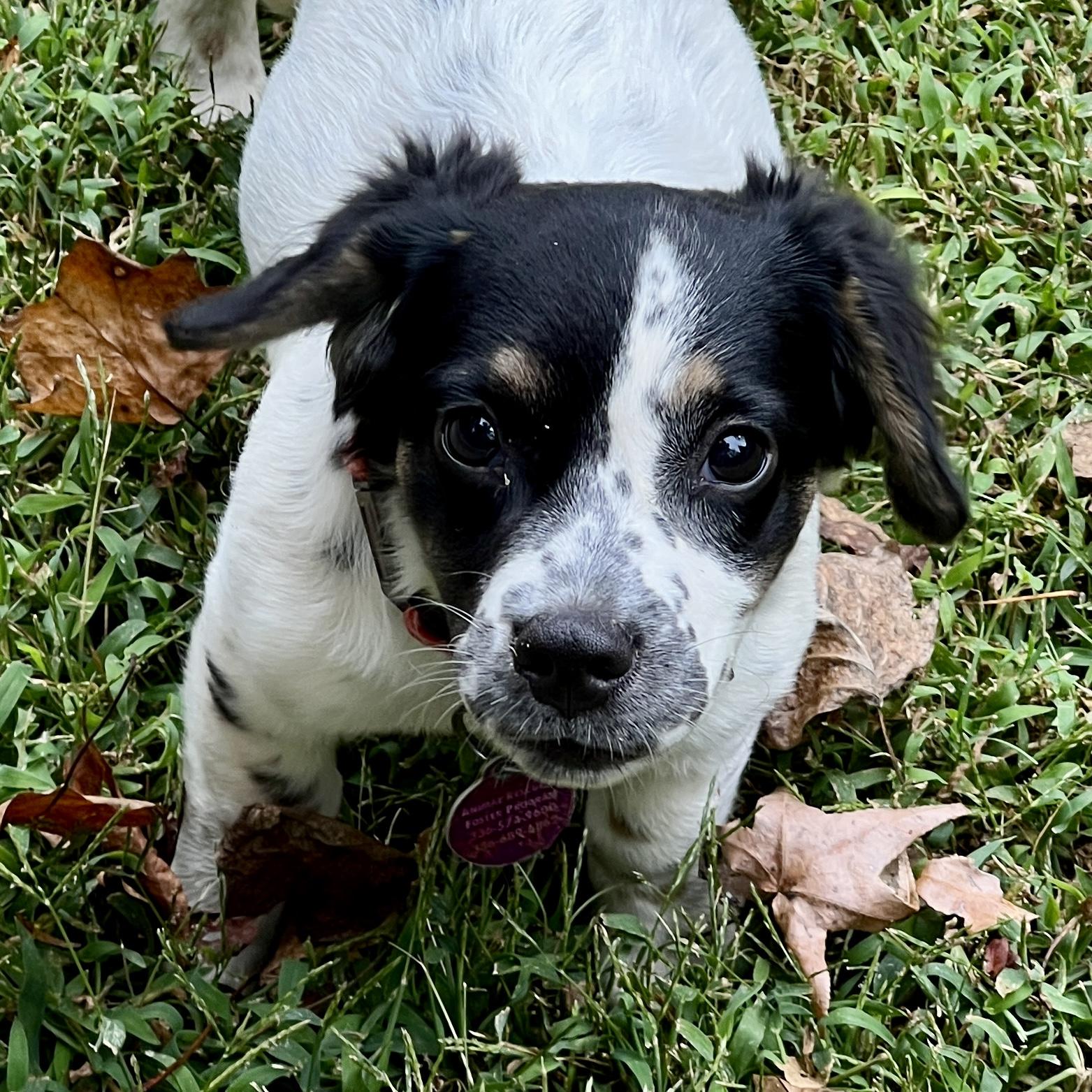 Enlarge Dottie, a Adoptable mixed breed in Greensboro, NC image 6/6