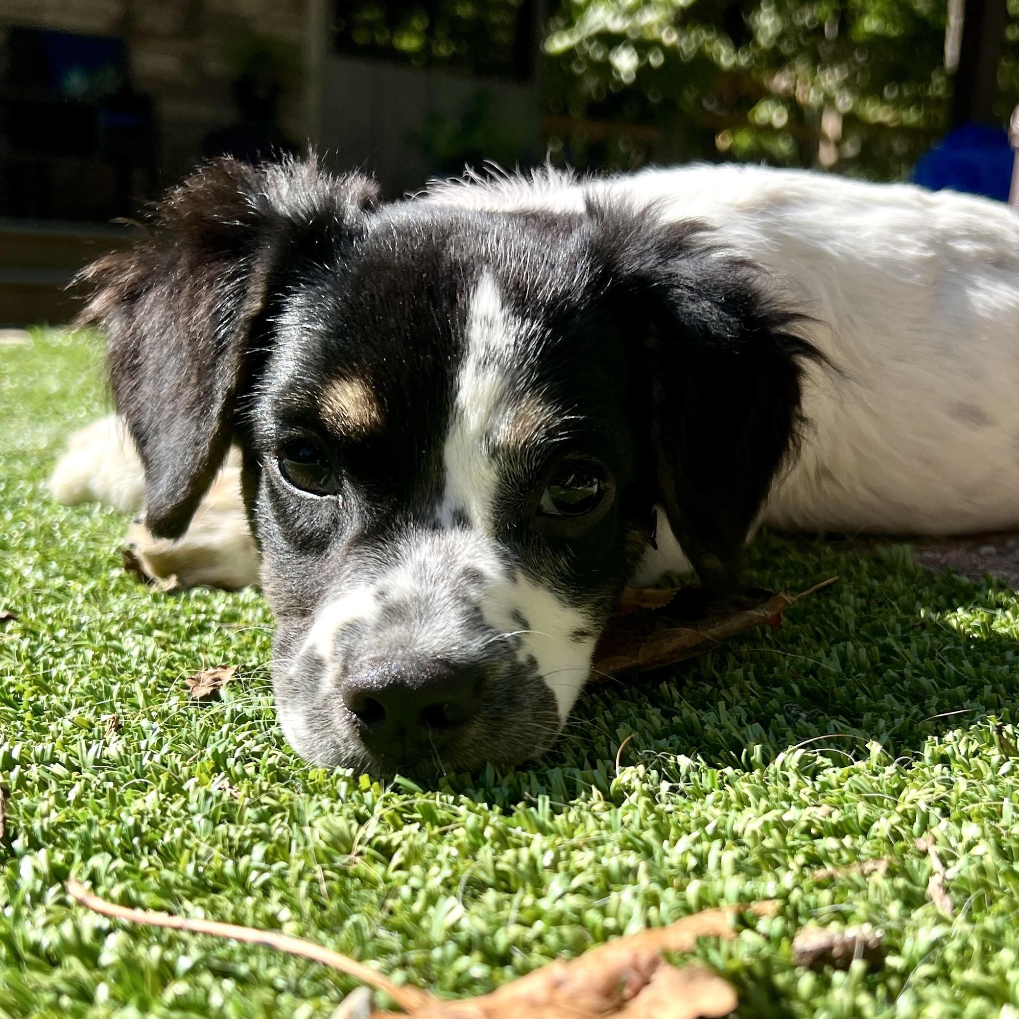 Enlarge Dottie, a Adoptable mixed breed in Greensboro, NC image 3/6