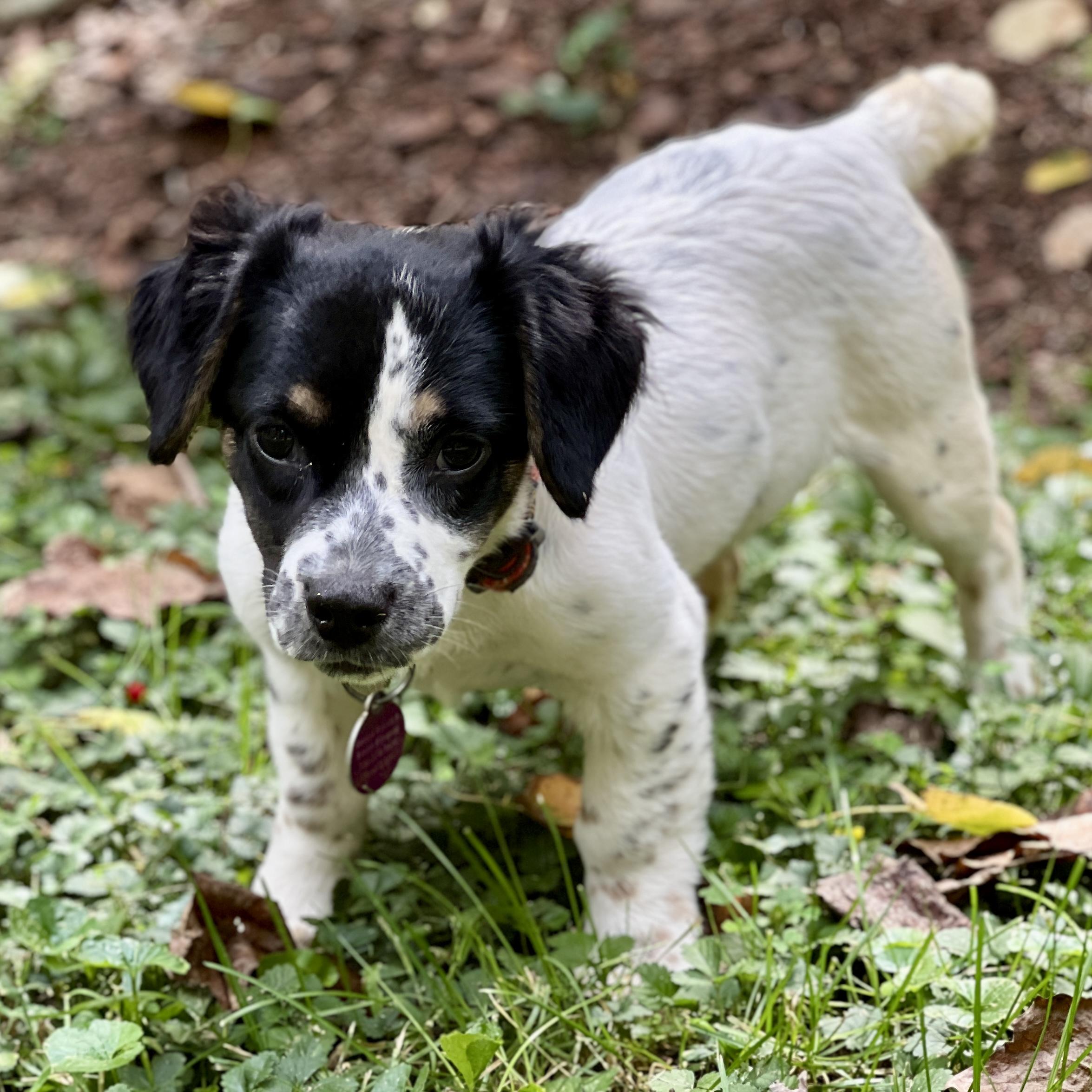 Enlarge Dottie, a Adoptable mixed breed in Greensboro, NC image 2/6