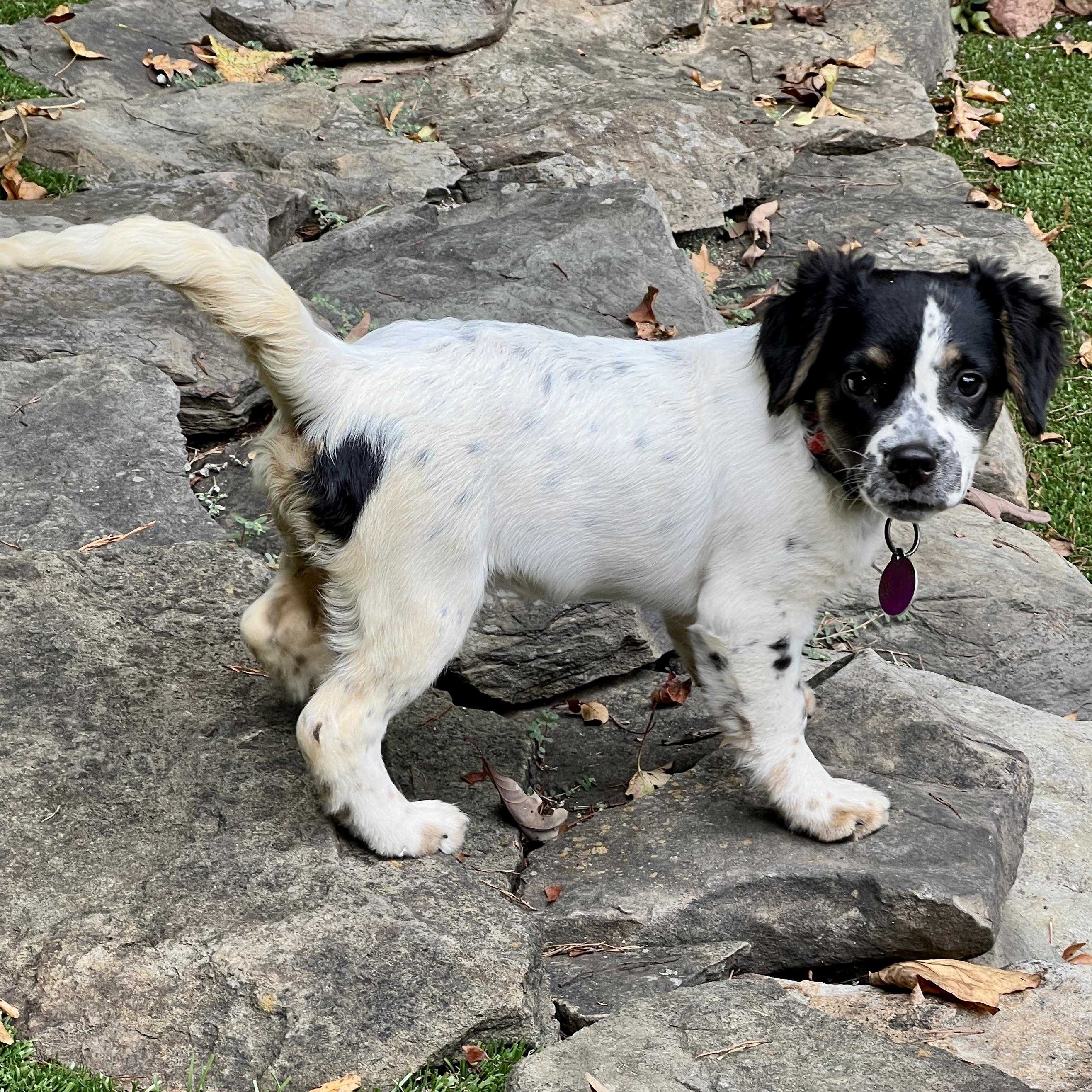 Enlarge Dottie, a Adoptable mixed breed in Greensboro, NC image 1/6