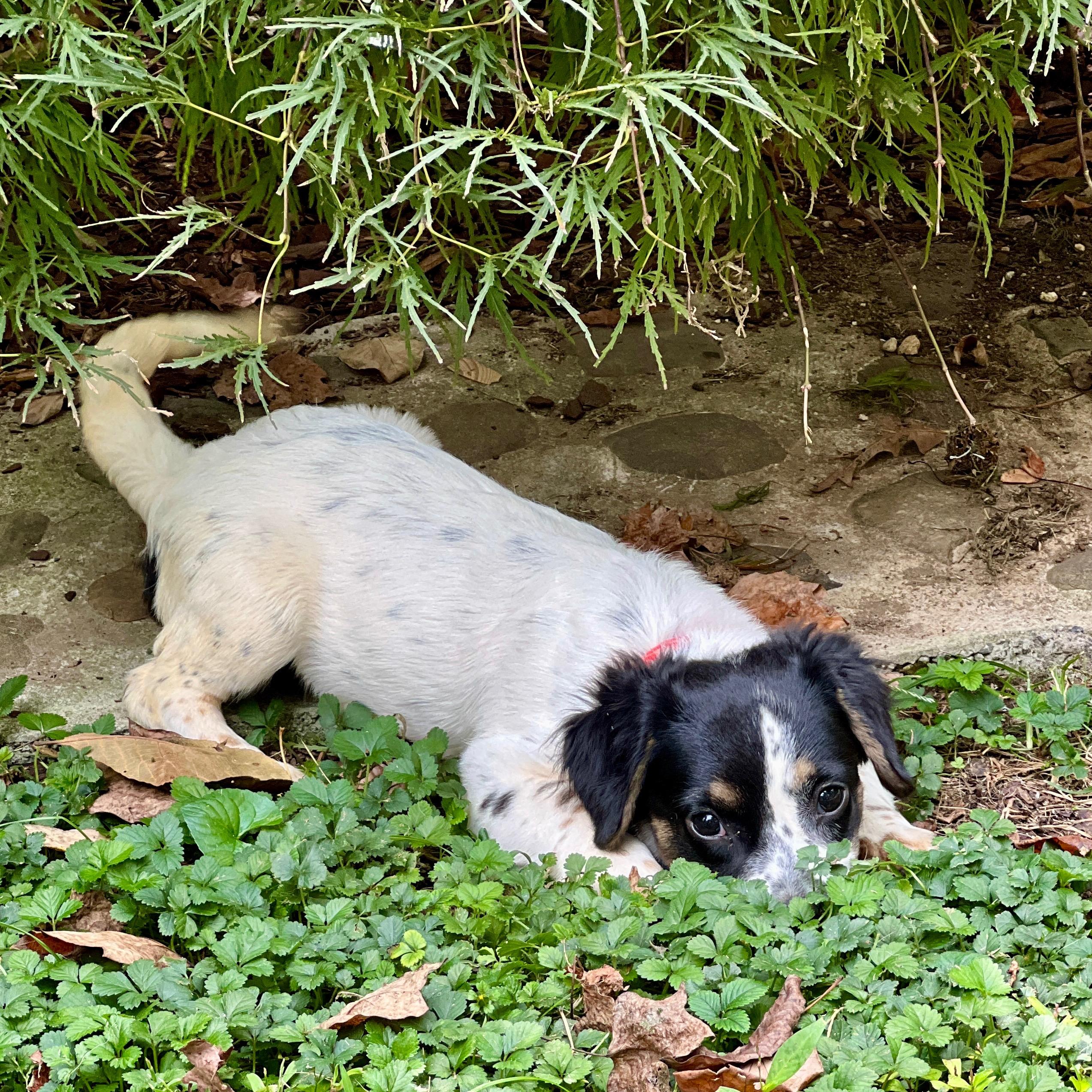 Enlarge Dottie, a Adoptable mixed breed in Greensboro, NC image 5/6