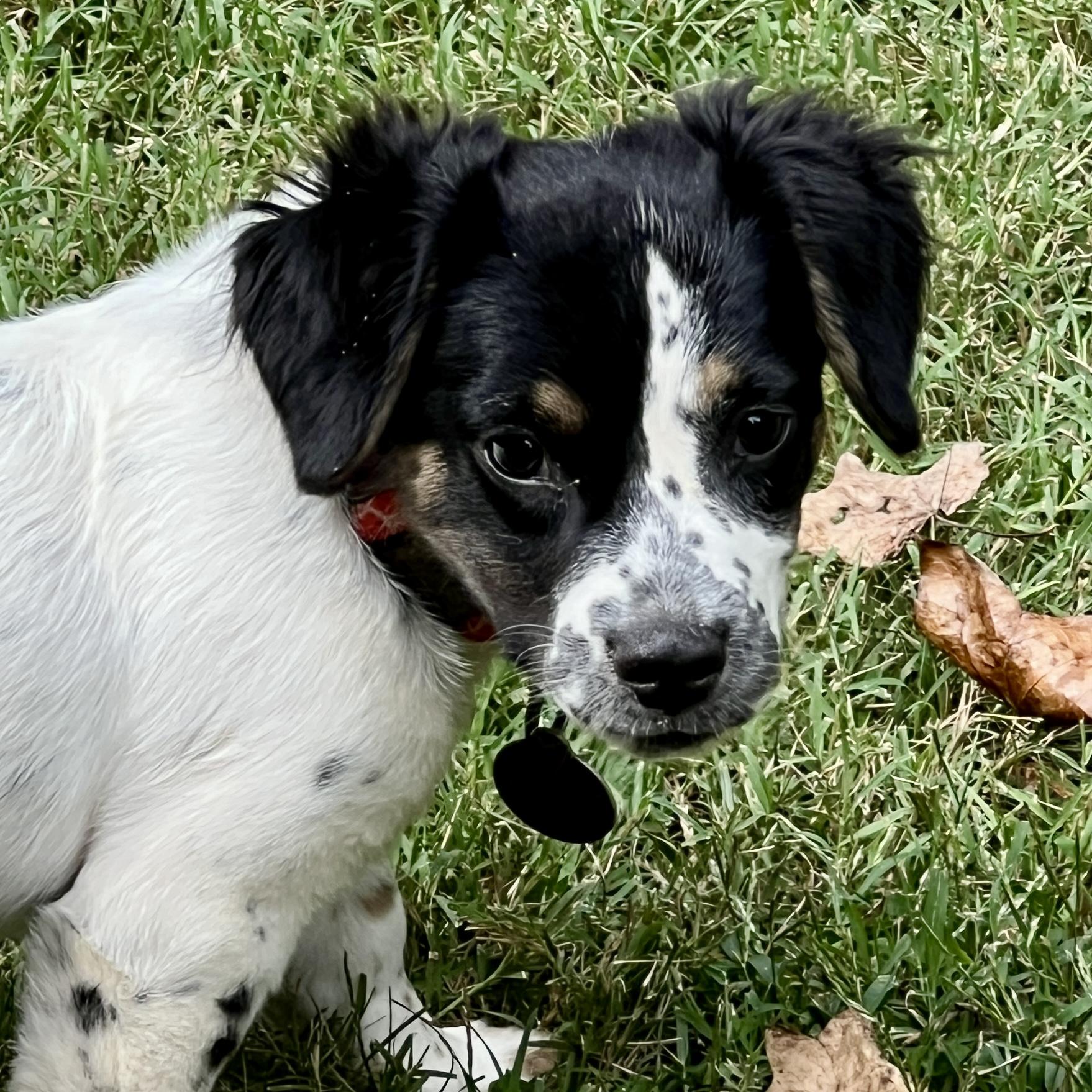 Enlarge Dottie, a Adoptable mixed breed in Greensboro, NC image 4/6