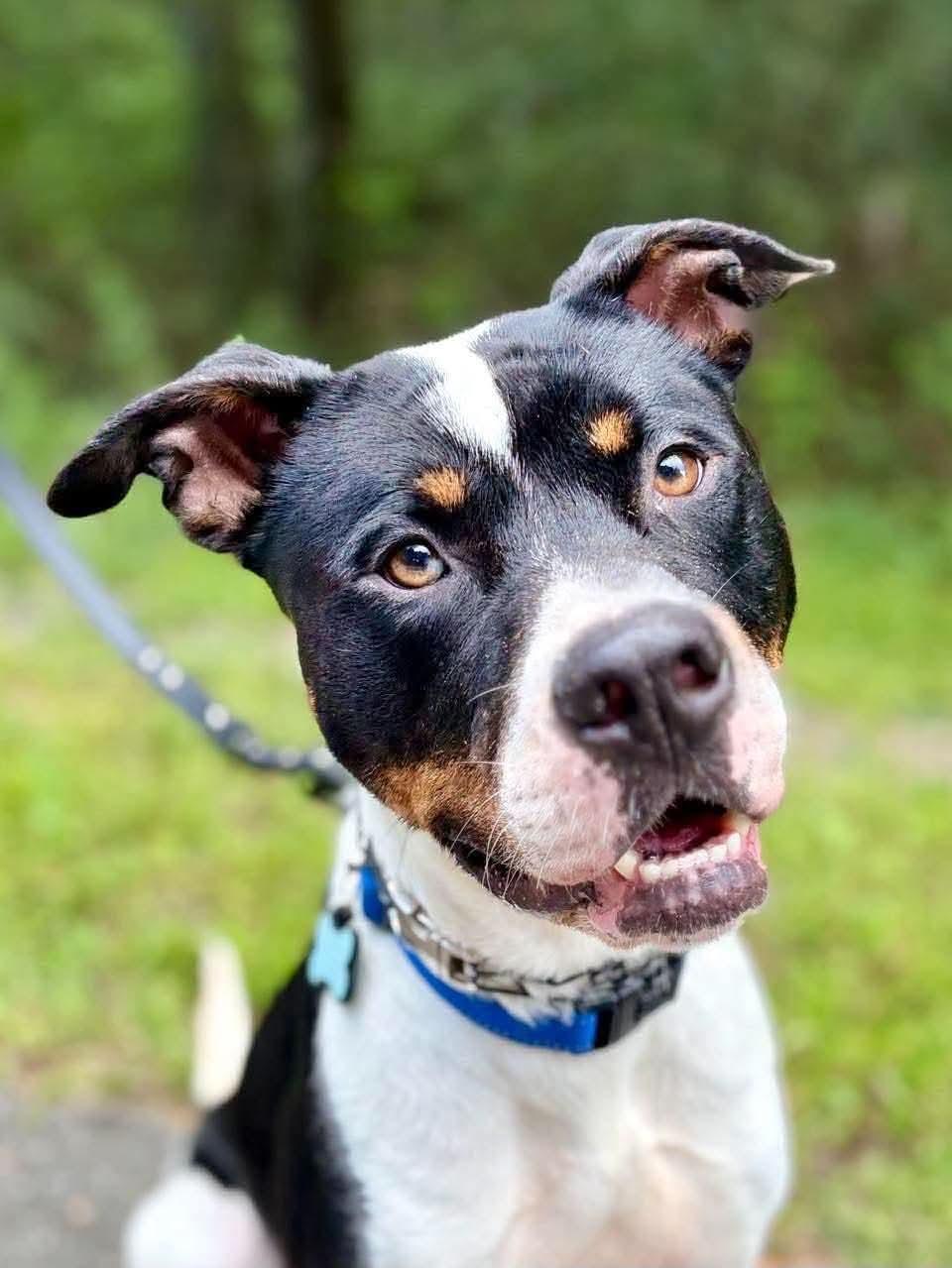 Ace, Adoptable, Young Male Hound.