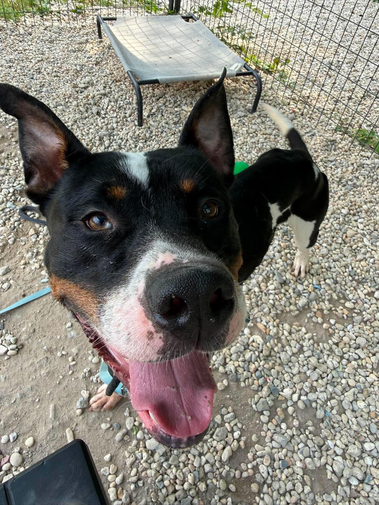 Enlarge Ace, a Adoptable mixed breed in Jackson , NJ image 4/4