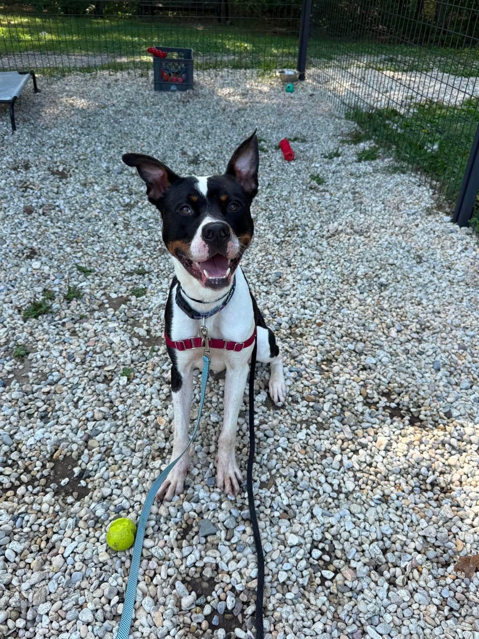 Enlarge Ace, a Adoptable mixed breed in Jackson , NJ image 3/4