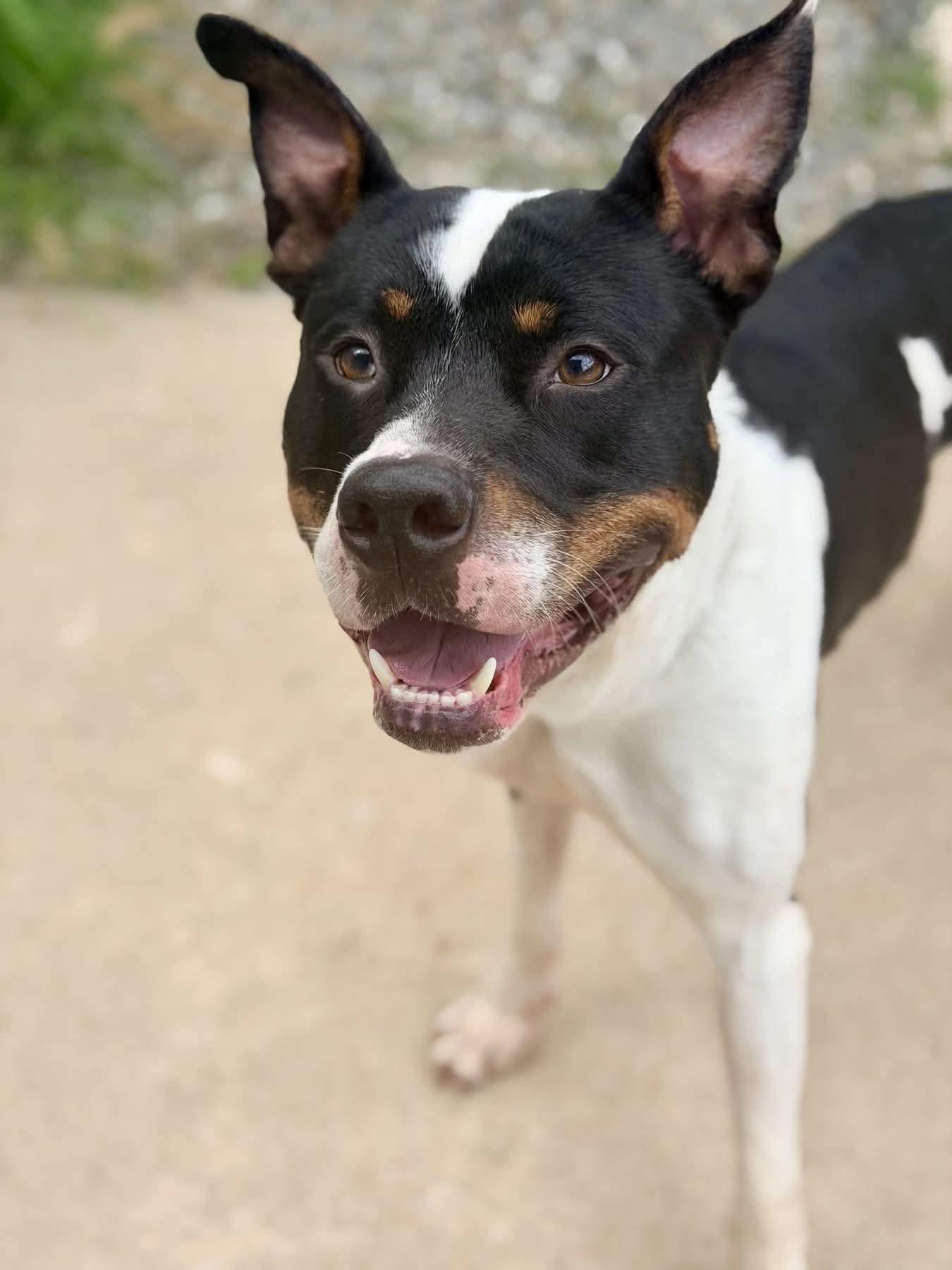 Enlarge Ace, a Adoptable mixed breed in Jackson , NJ image 2/4