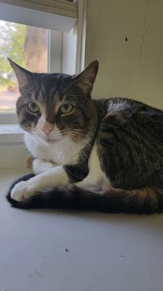 Enlarge Sosuke, a Adoptable mixed breed in South Bend, IN image 1/1