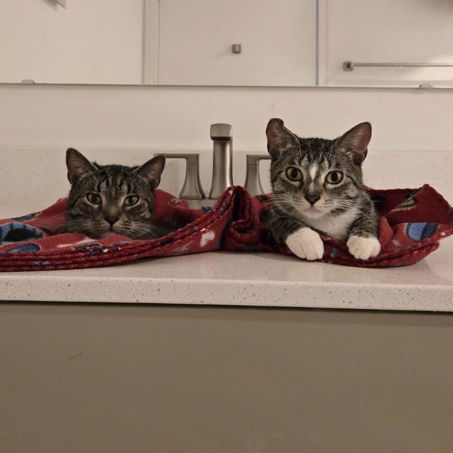 Thelma and Louise, Young Female Domestic Short Hair