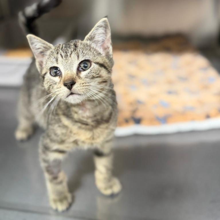 Enlarge Yappuccino, an adopted Domestic Short Hair in Wayne, NJ image 1/1
