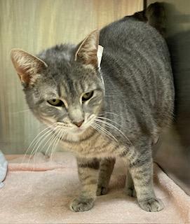 Enlarge Silver, a Adoptable mixed breed in Cincinnati, OH image 1/2