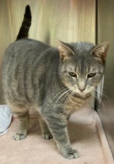 Enlarge Silver, a Adoptable mixed breed in Cincinnati, OH image 2/2