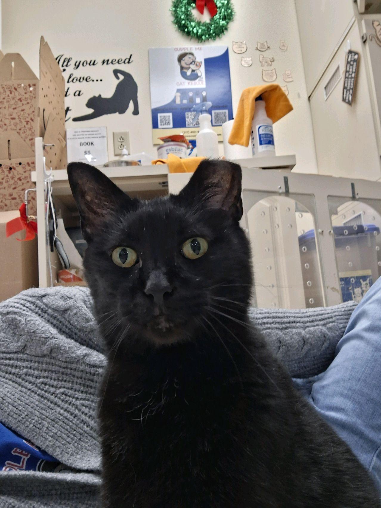 Rain, adoptable, Adult Male Domestic Short Hair.
